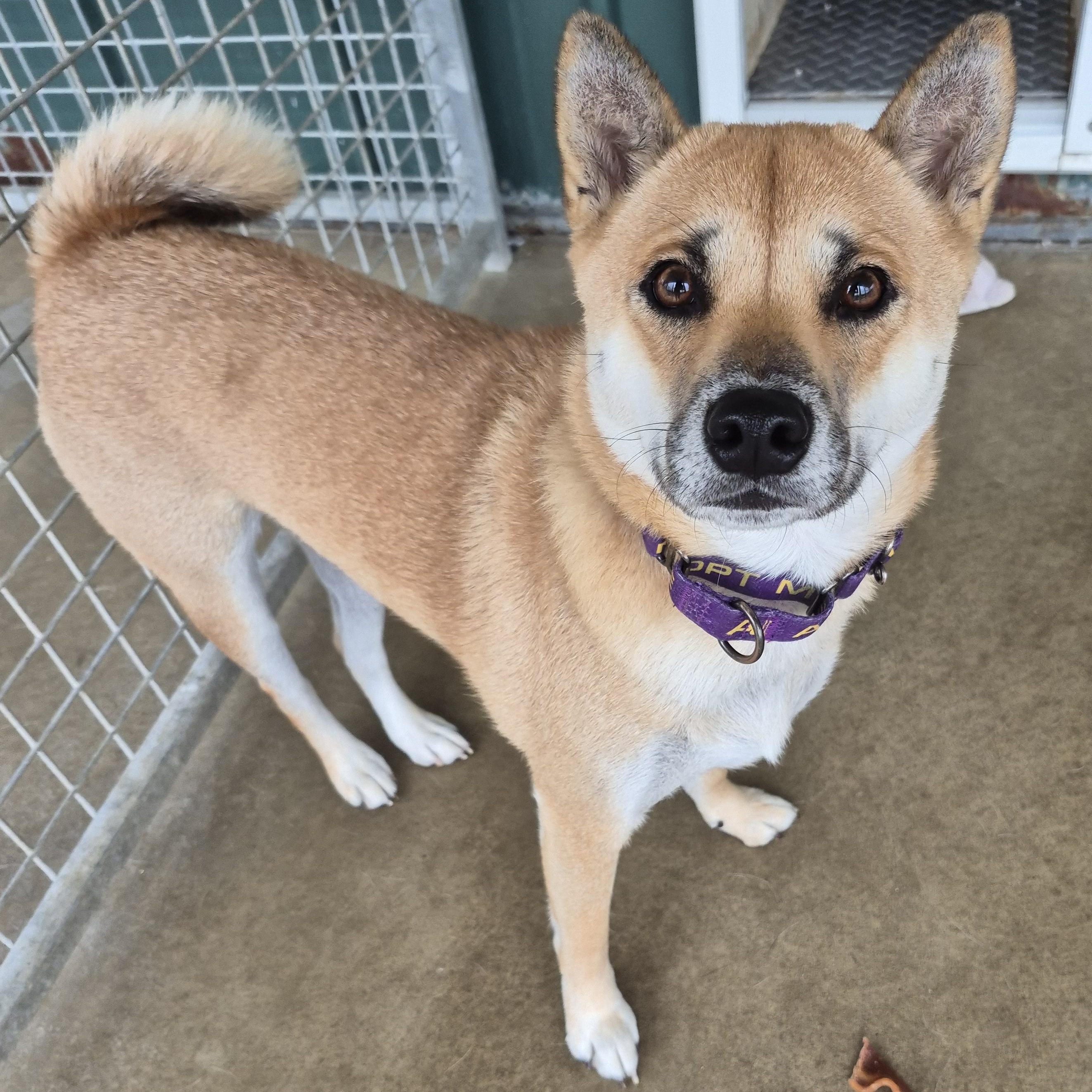 Fergie, an adopted Shiba Inu in Tioga, PA image 2/6