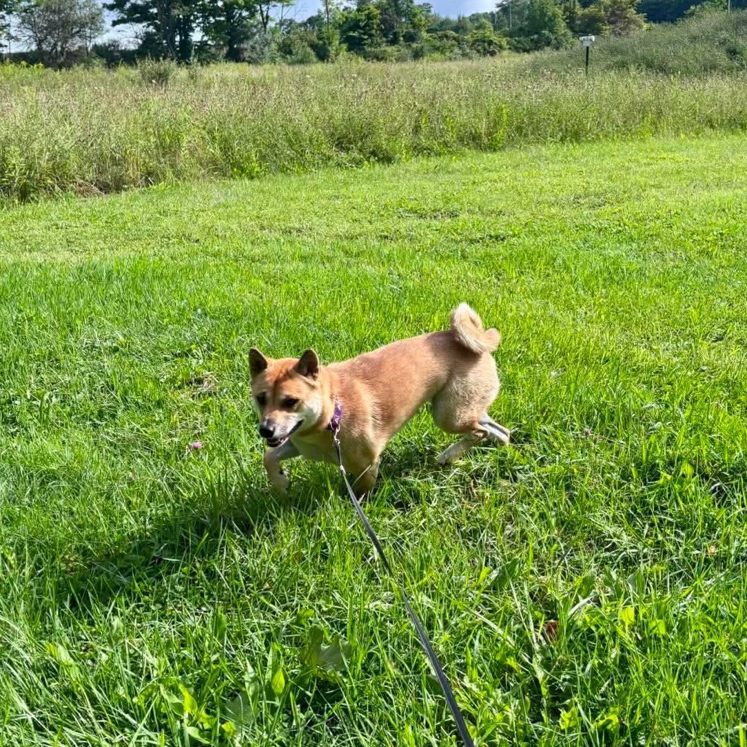 Fergie, an adopted Shiba Inu in Tioga, PA image 5/6