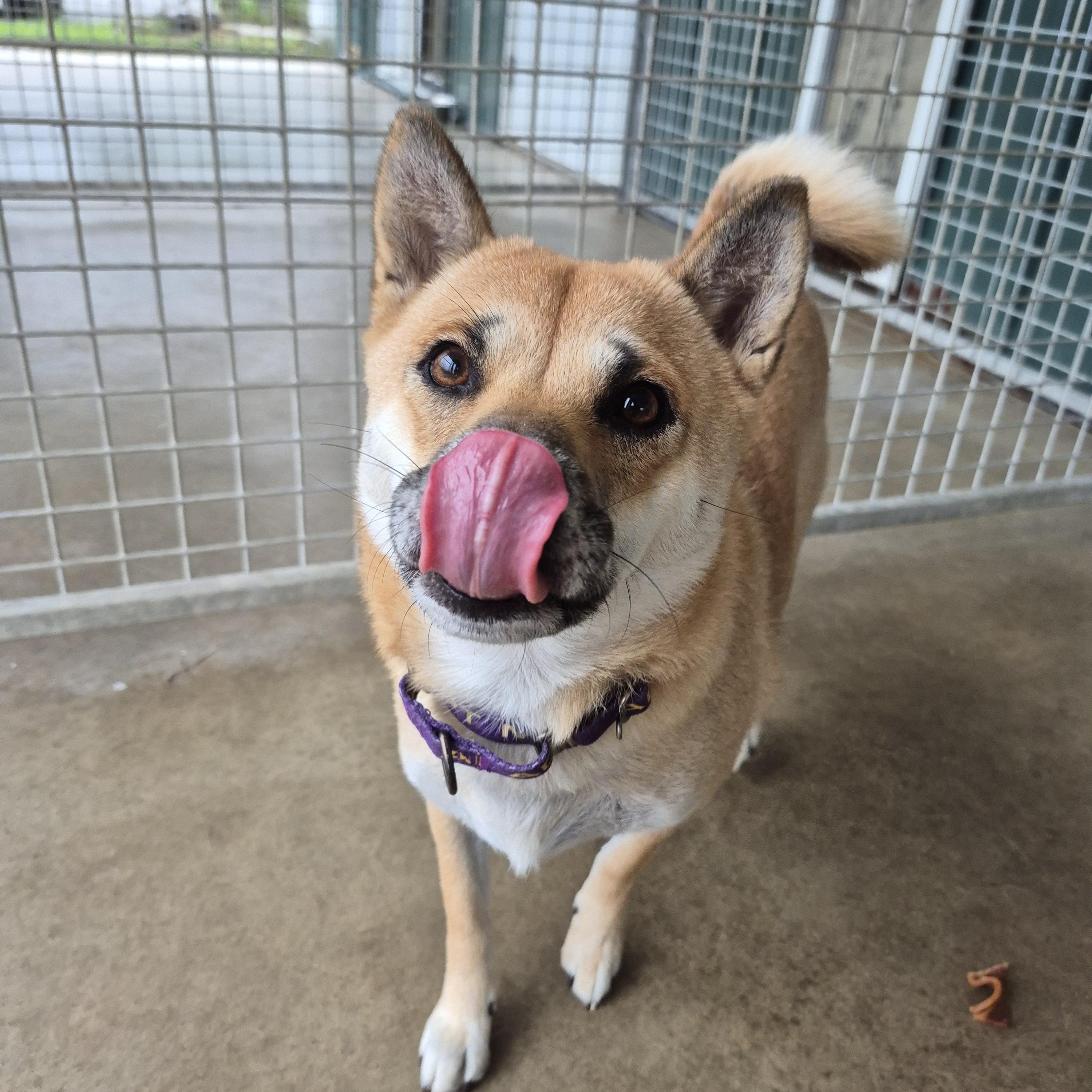 Fergie, an adopted Shiba Inu in Tioga, PA image 3/6