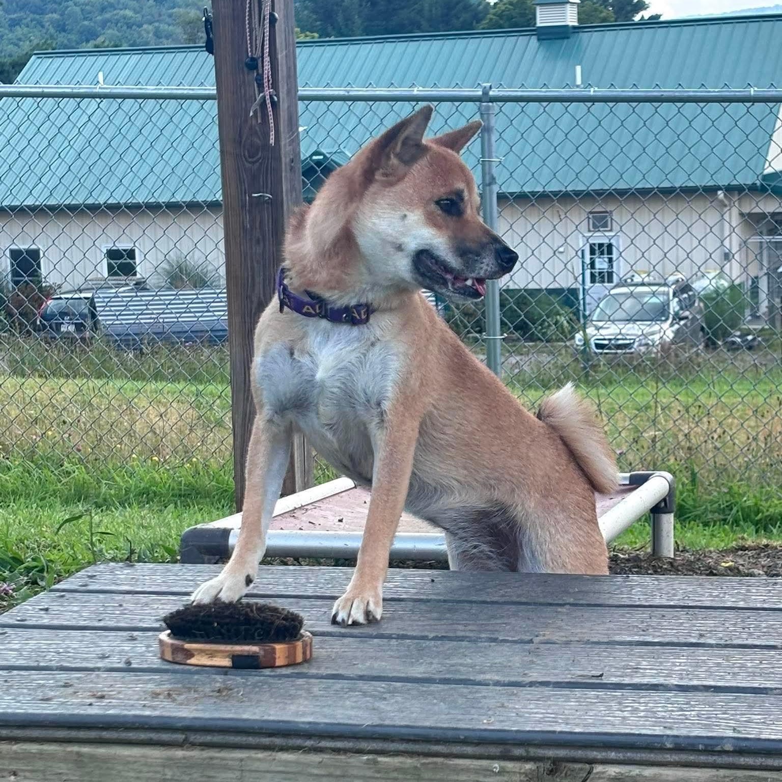 Fergie, an adopted Shiba Inu in Tioga, PA image 6/6