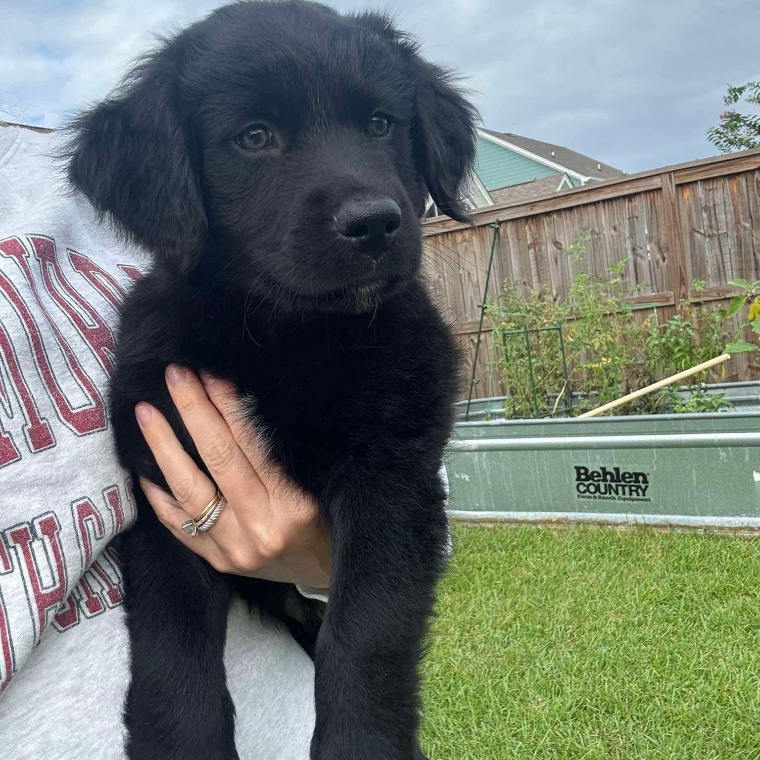 Buddy, Adoptable, Puppy Male Labrador Retriever.