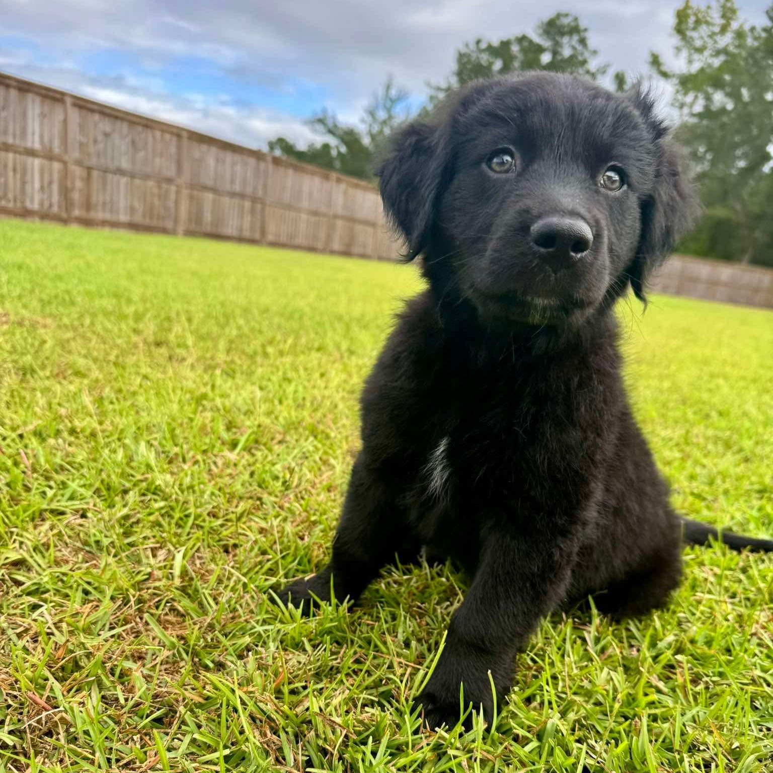 Enlarge Buddy, a Adoptable mixed breed in Wando, SC image 2/2