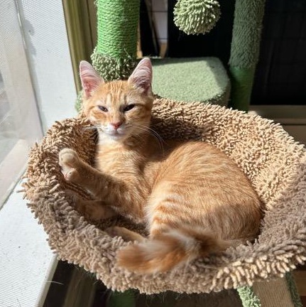 Enlarge Oliver, a Adopted Domestic Short Hair in East Brunswick, NJ image 6/6
