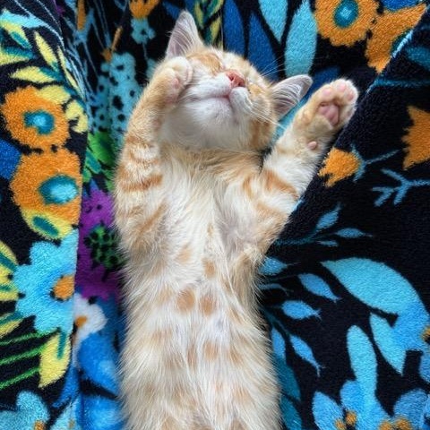 Enlarge Oliver, a Adopted Domestic Short Hair in East Brunswick, NJ image 3/6