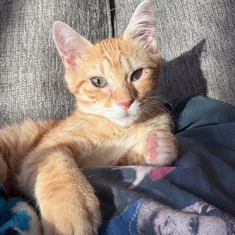 Oliver, Adopted, Kitten Male Domestic Short Hair.