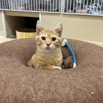 Enlarge Oliver, a Adopted Domestic Short Hair in East Brunswick, NJ image 2/6
