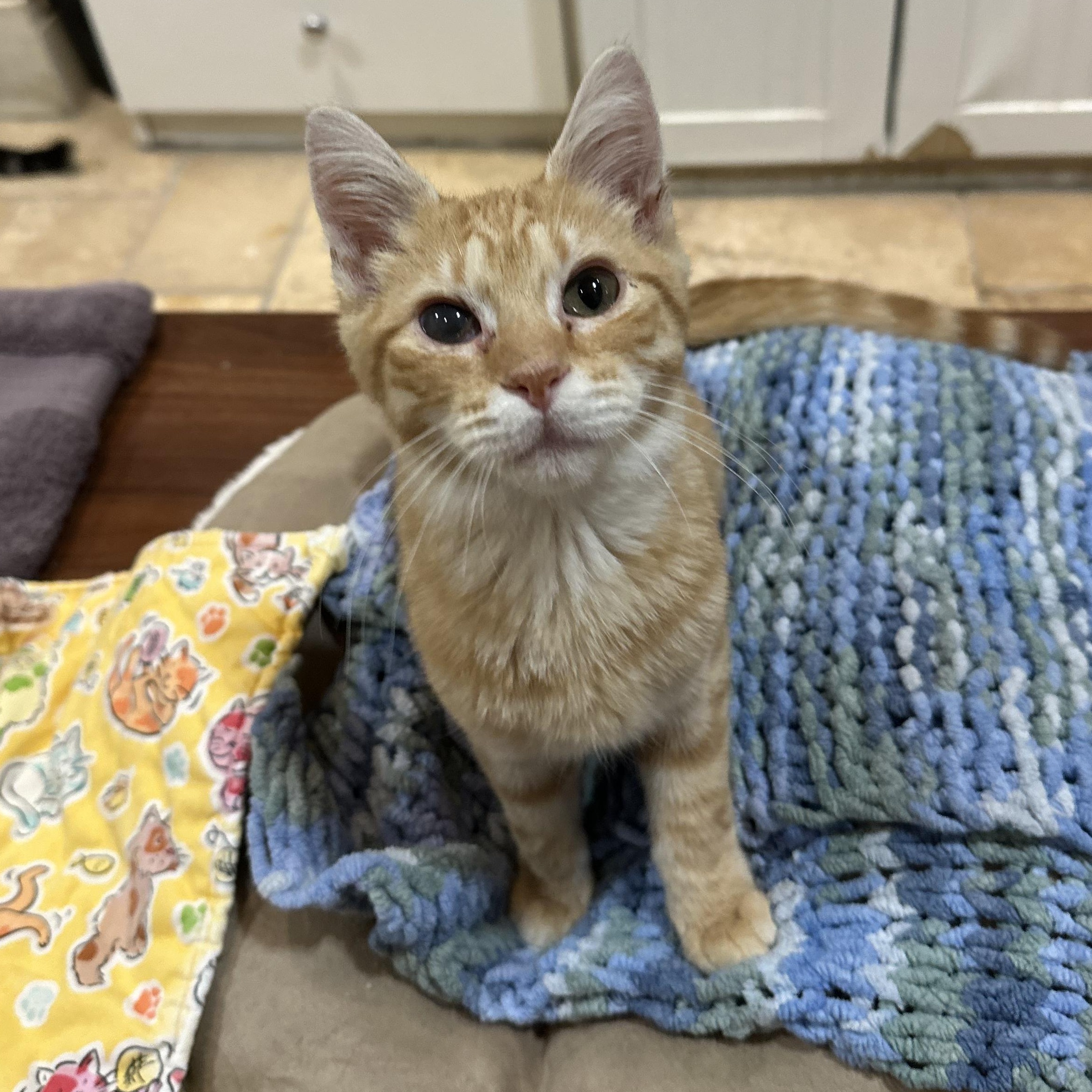 Enlarge Oliver, a Adopted Domestic Short Hair in East Brunswick, NJ image 4/6