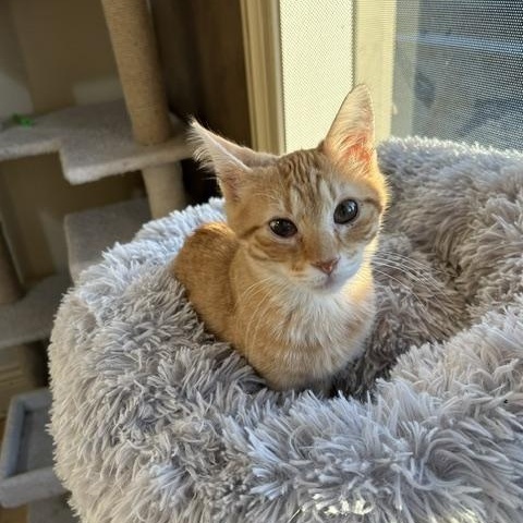Enlarge Oliver, a Adopted Domestic Short Hair in East Brunswick, NJ image 5/6