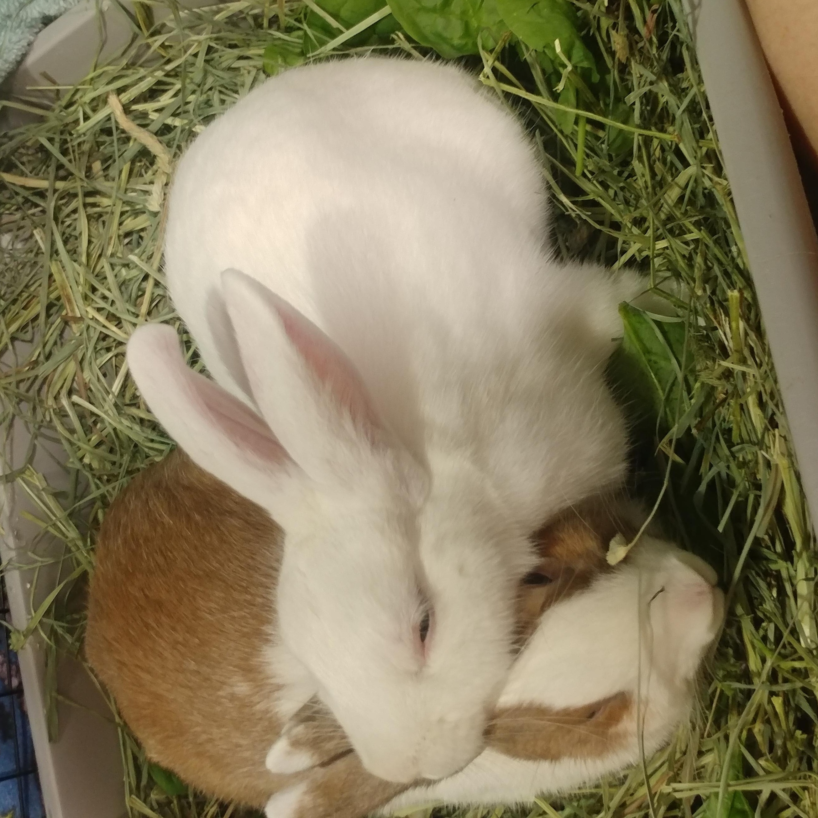 Enlarge Tumshie & Rutabaga, a Adoptable Dutch in Lake Elsinore, CA image 5/6