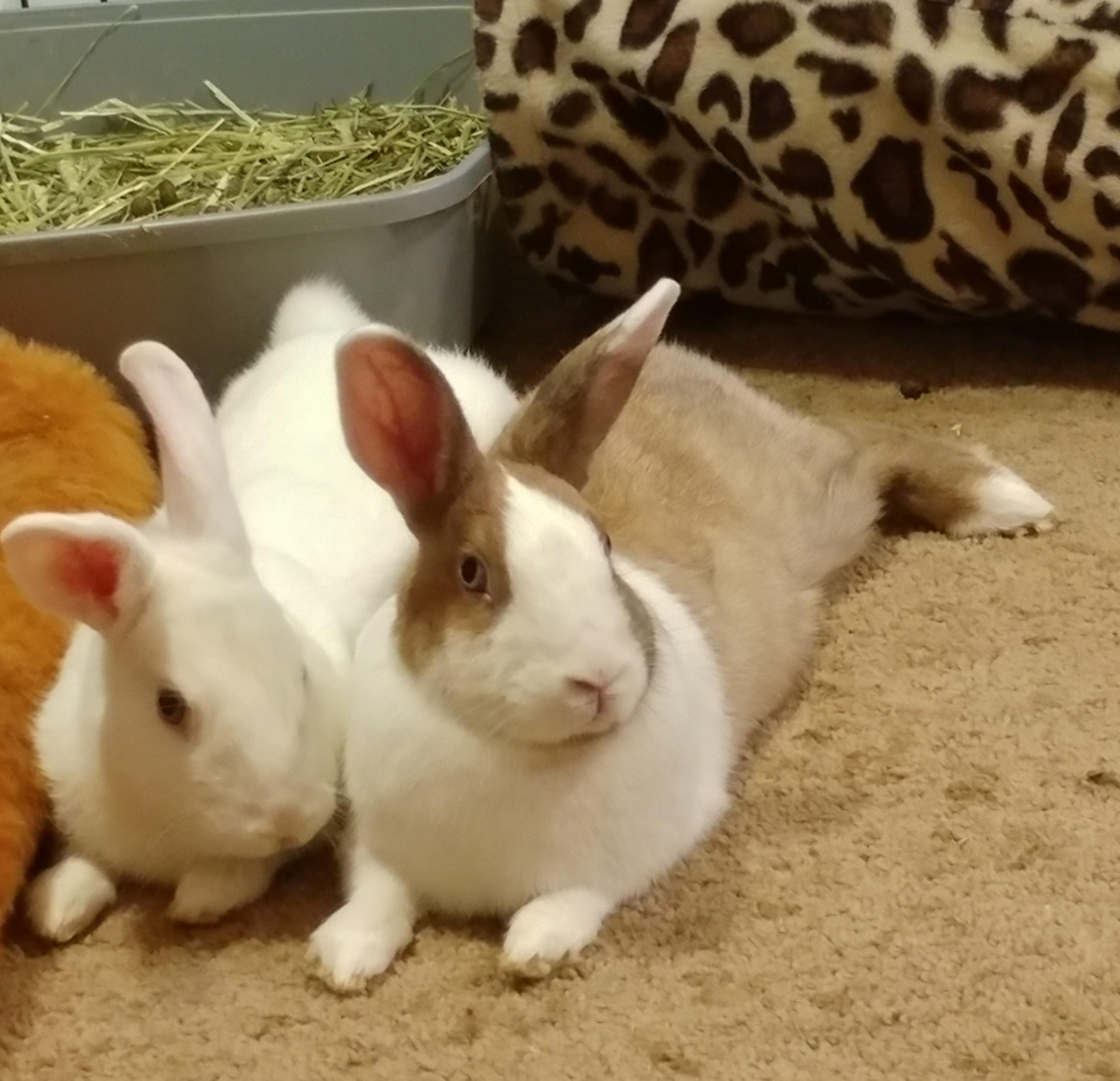 Enlarge Tumshie & Rutabaga, a Adoptable Dutch in Lake Elsinore, CA image 2/6