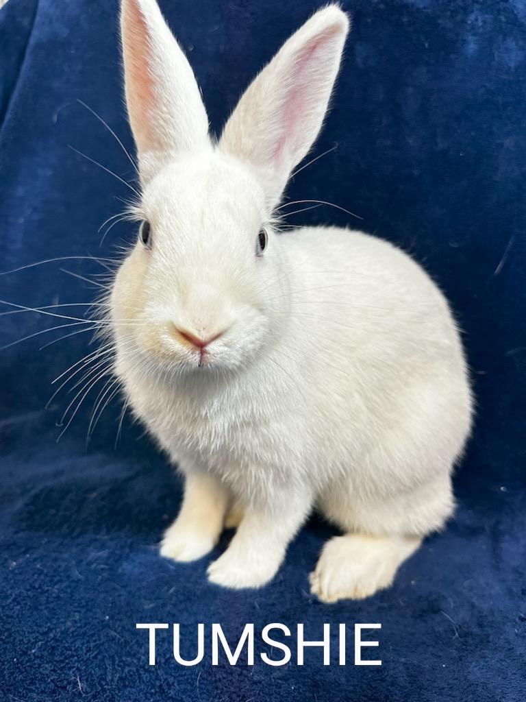 Enlarge Tumshie & Rutabaga, a Adoptable Dutch in Lake Elsinore, CA image 4/6