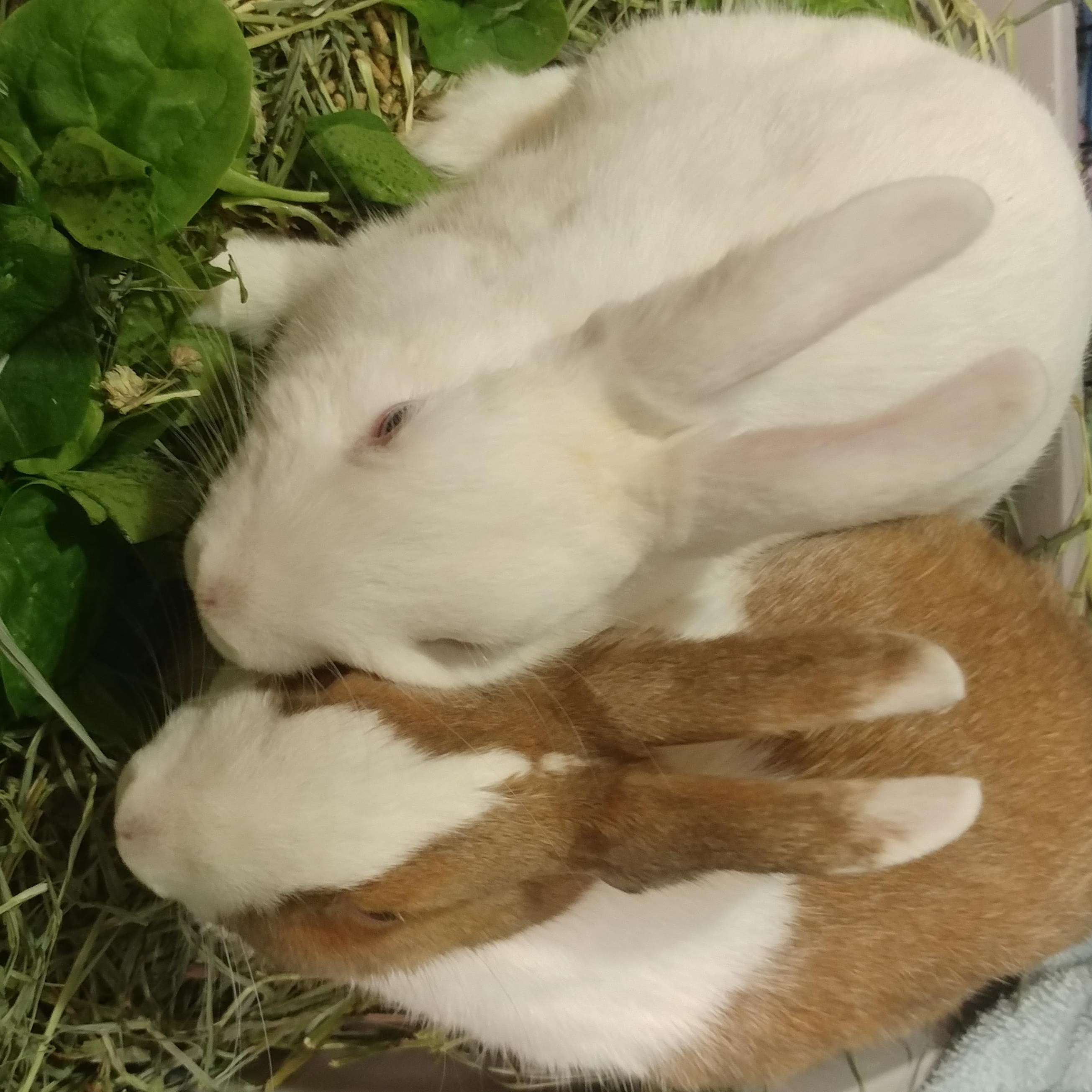 Enlarge Tumshie & Rutabaga, a Adoptable Dutch in Lake Elsinore, CA image 3/6