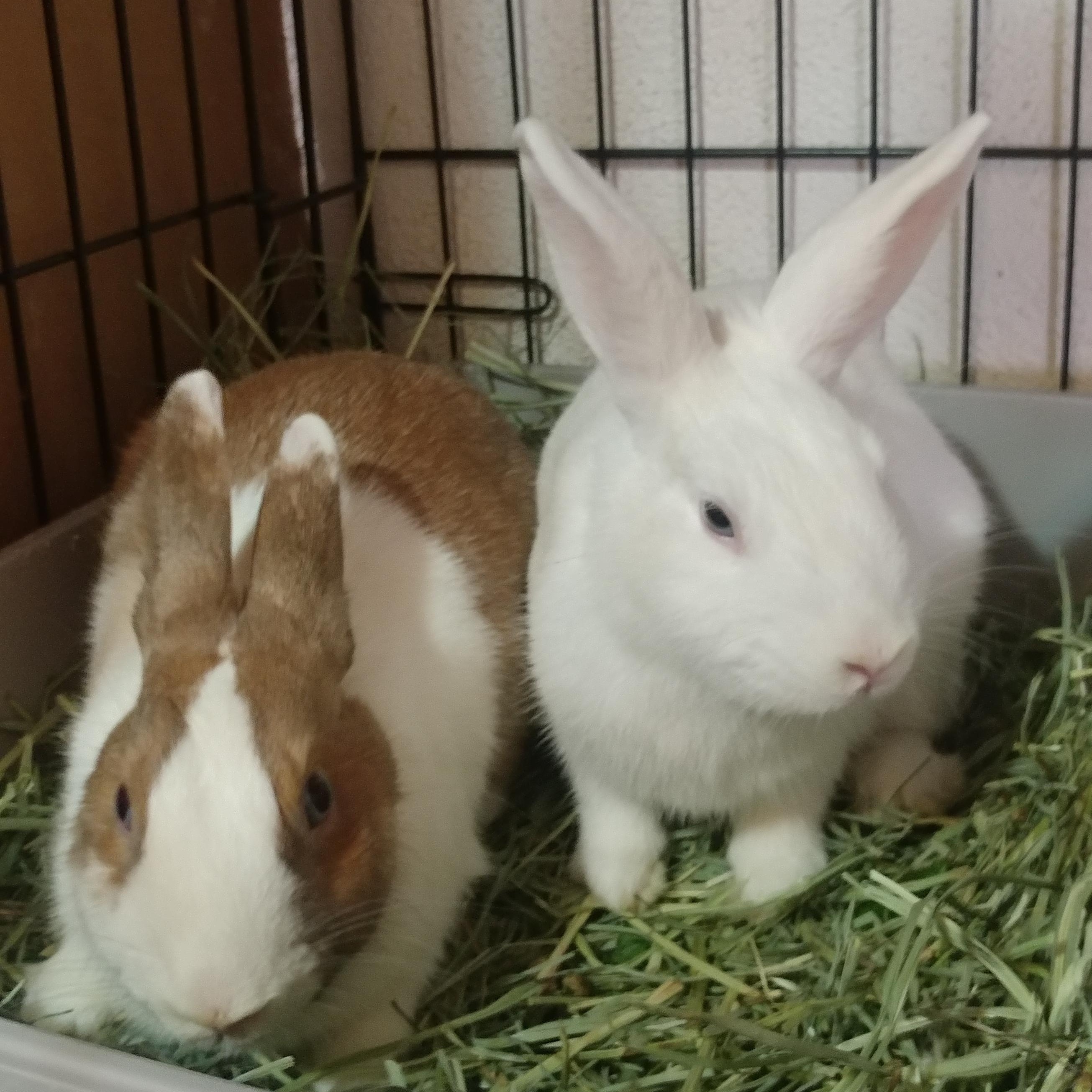 Tumshie & Rutabaga, Adoptable, Young Male Dutch.
