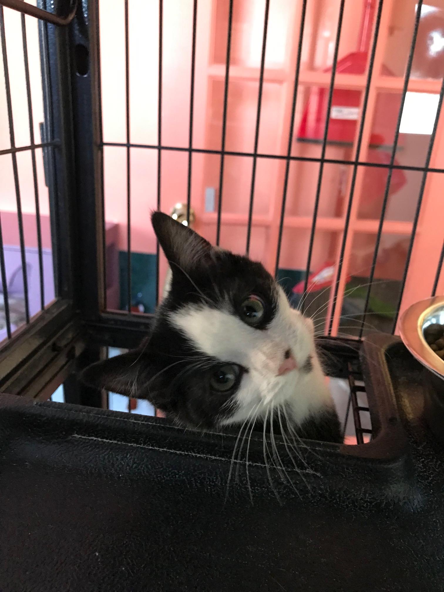 Dorion, an adopted Domestic Short Hair in Arthurette, NB image 2/2