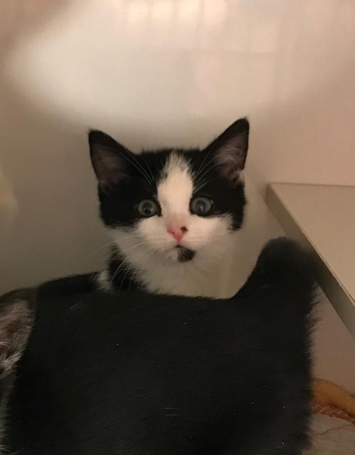 Dorion, an adopted Domestic Short Hair in Arthurette, NB image 1/2