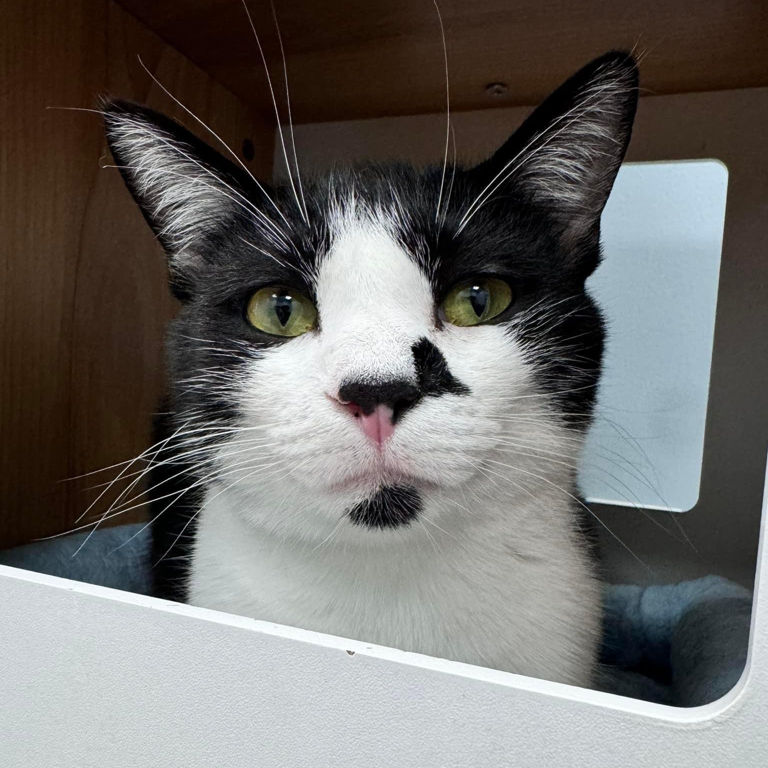 Herman, a Adoptable Domestic Short Hair in Grand Rapids, MI image 1/6