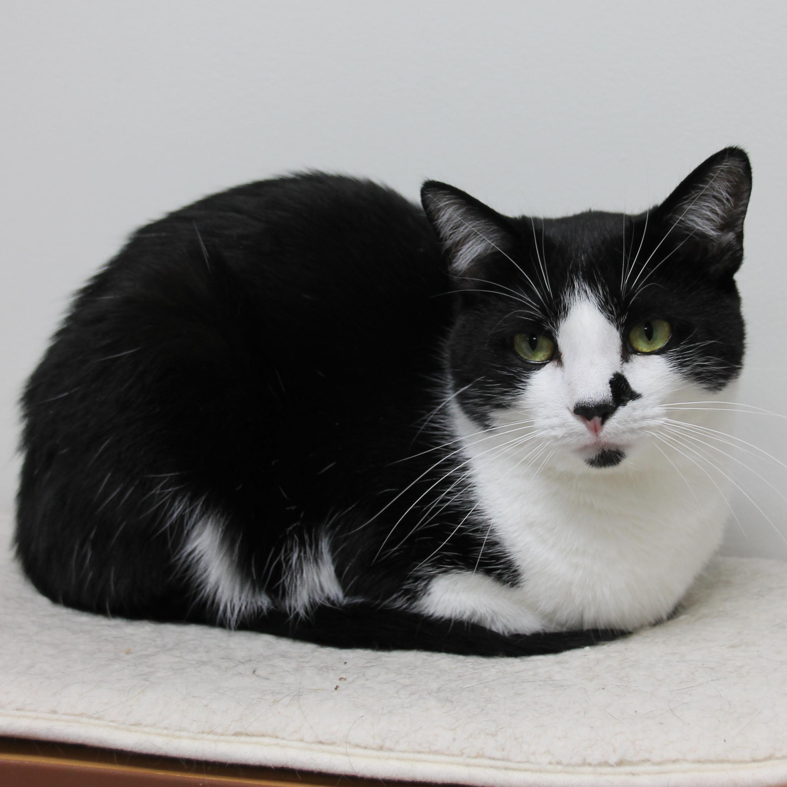 Herman, a Adoptable Domestic Short Hair in Grand Rapids, MI image 2/6