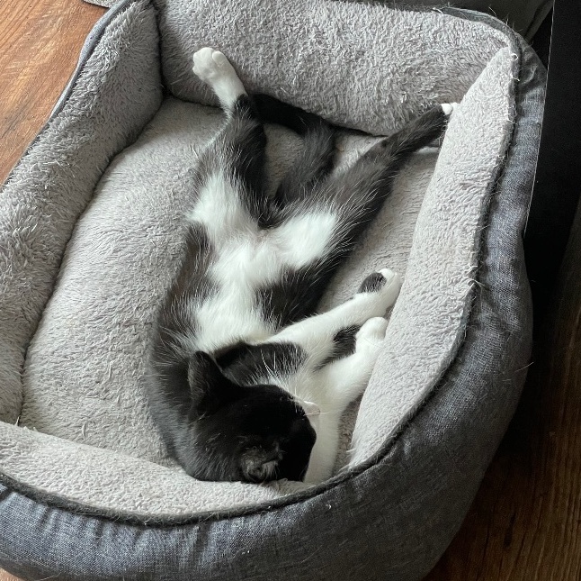 Herman, an adoptable Domestic Short Hair in Grand Rapids, MI, 49509 | Photo Image 4