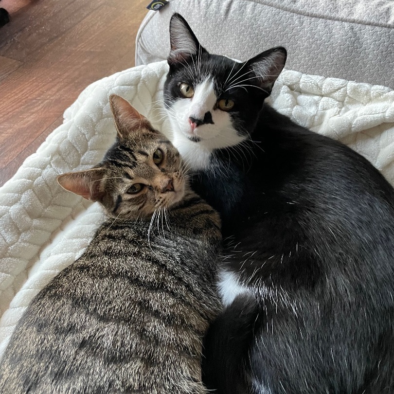 Herman, a Adoptable Domestic Short Hair in Grand Rapids, MI image 5/6