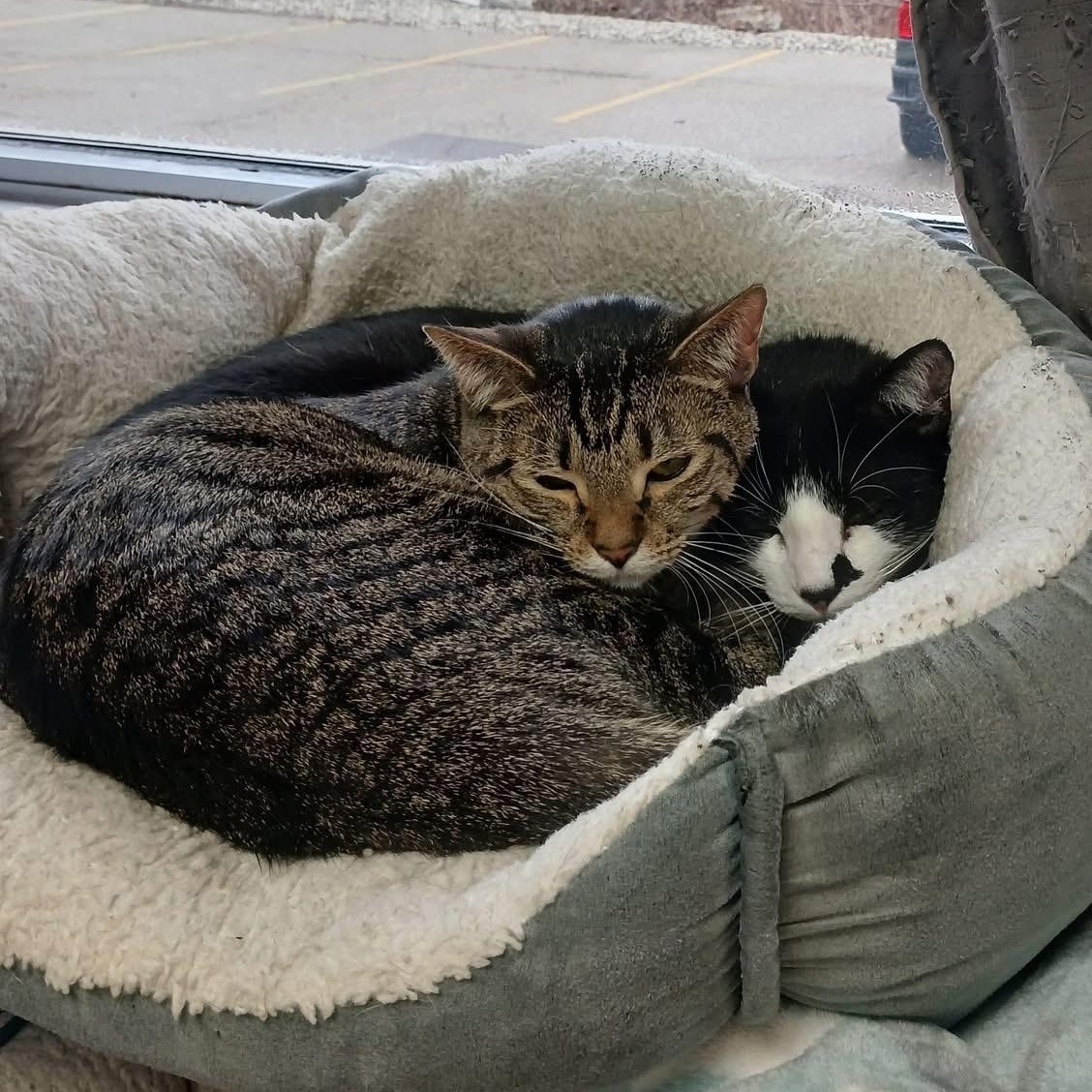 Herman, a Adoptable Domestic Short Hair in Grand Rapids, MI image 3/6