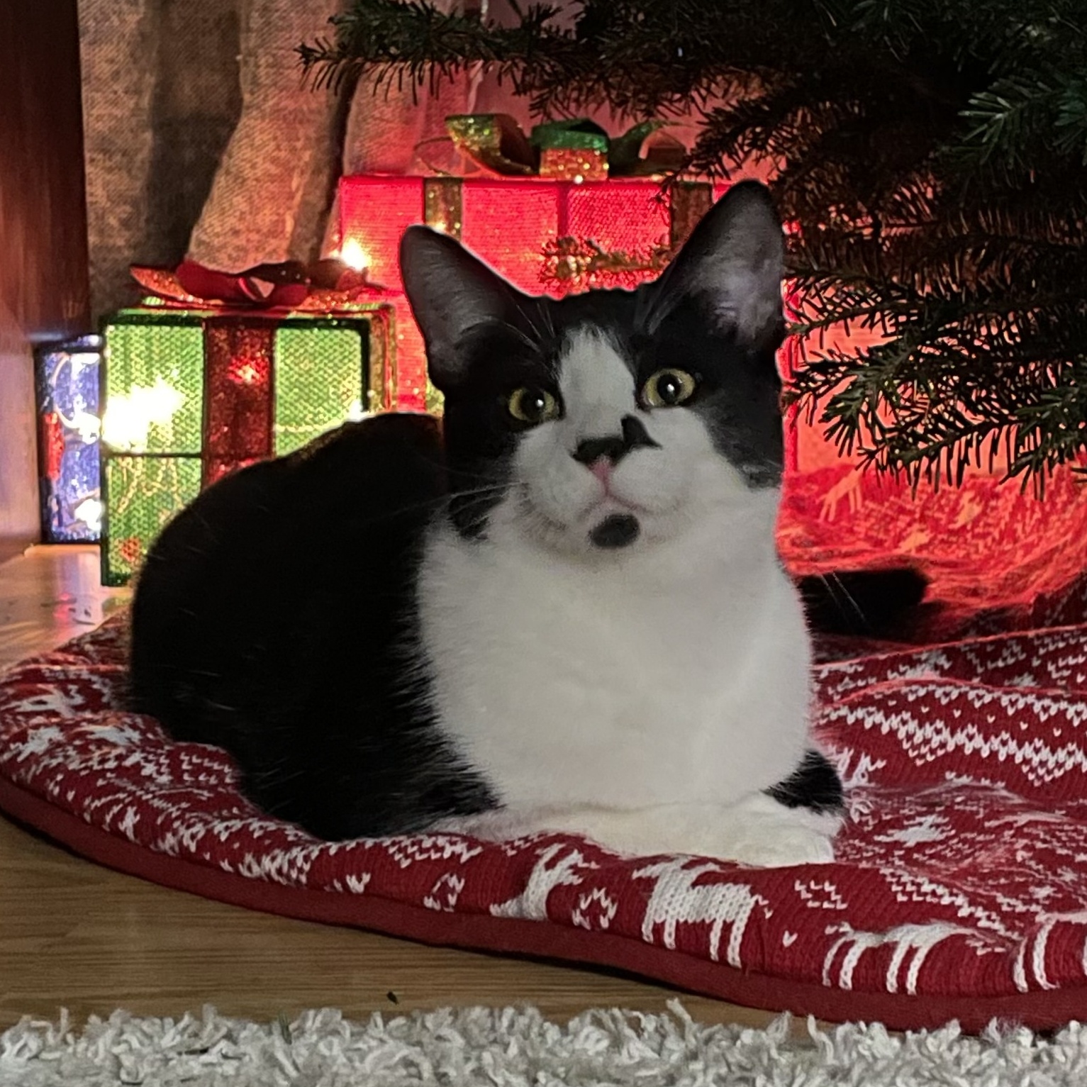 Herman, a Adoptable Domestic Short Hair in Grand Rapids, MI image 6/6