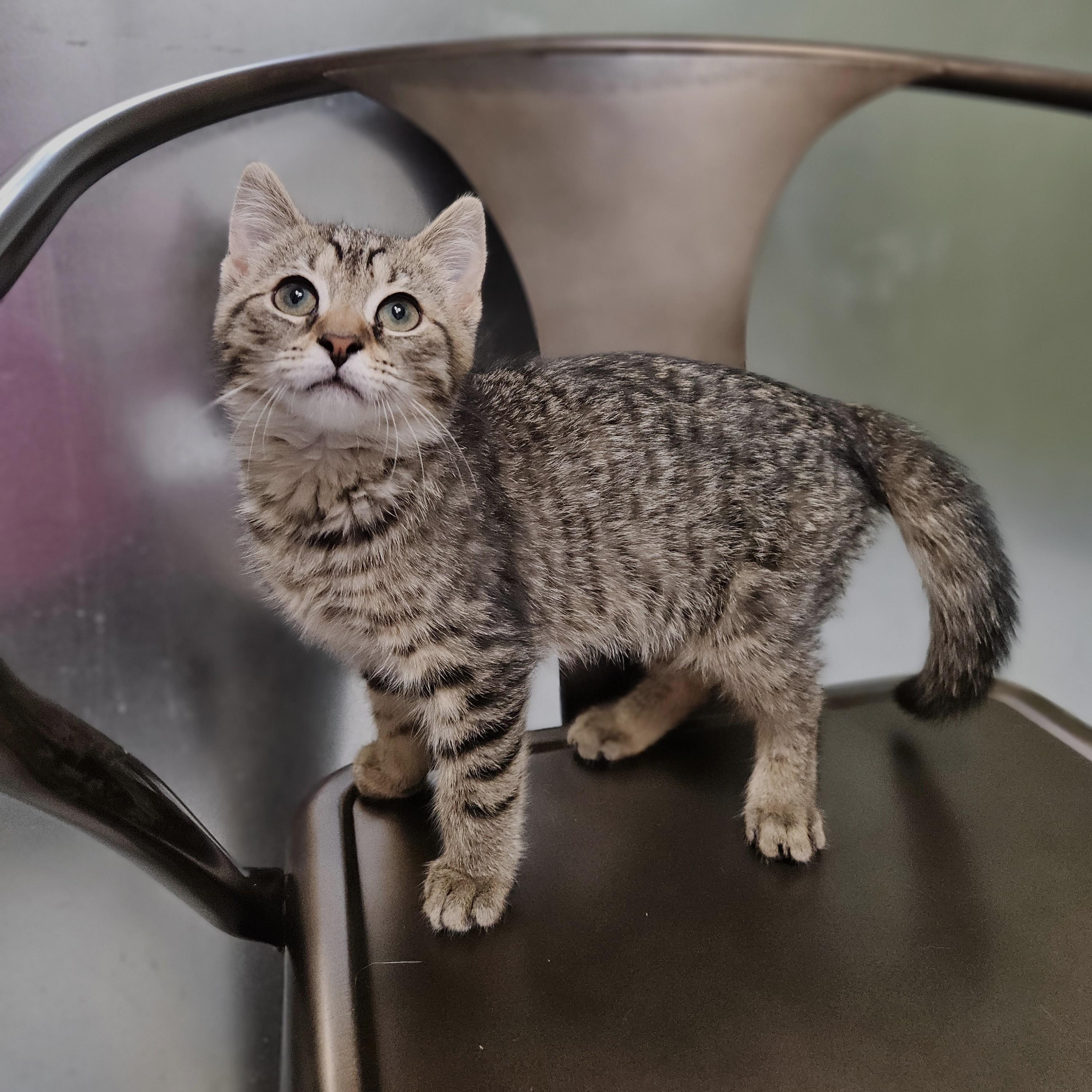 Charlotte, a ADOPTABLE Domestic Short Hair in Endicott, NY image 3/4