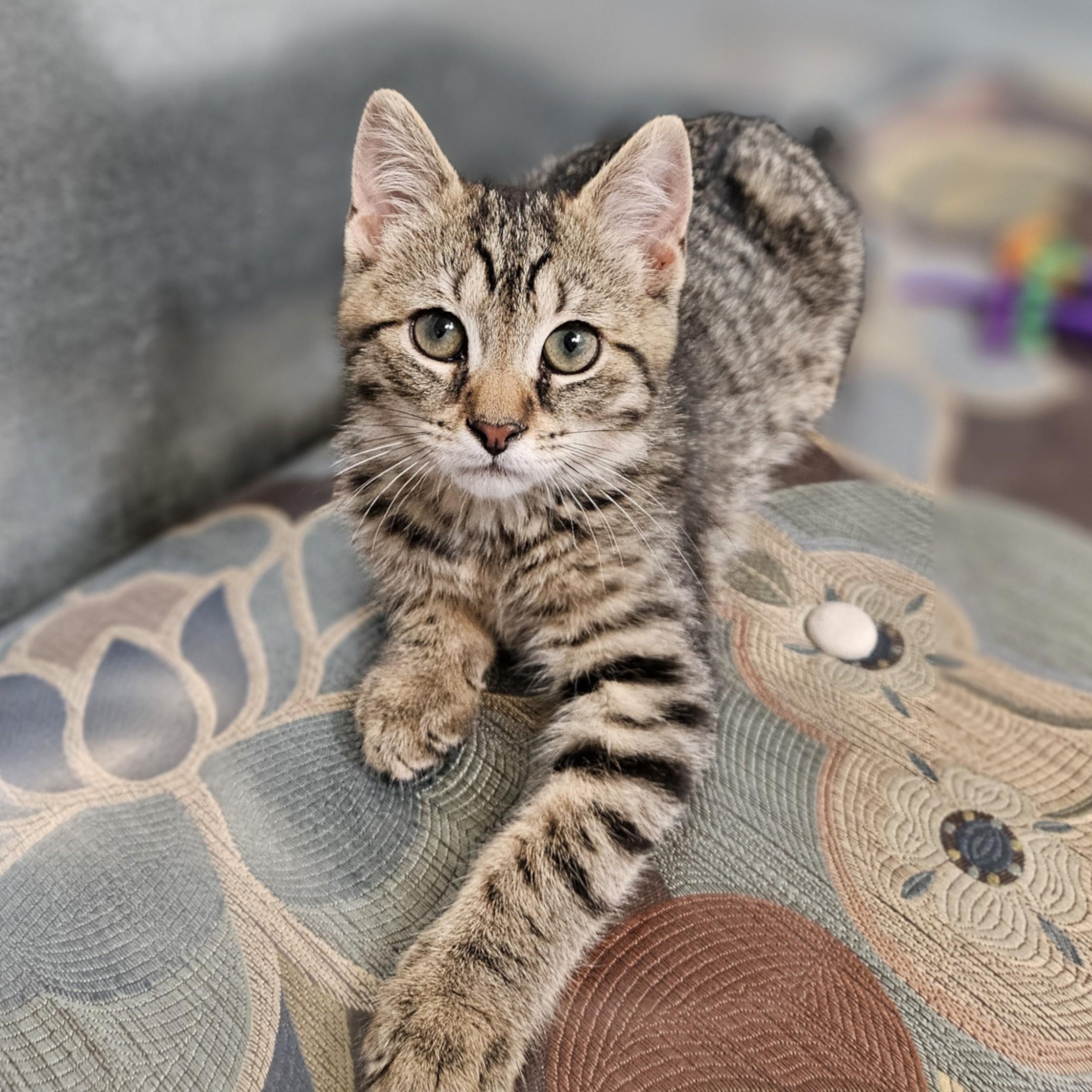 Charlotte, ADOPTABLE, Kitten Female Domestic Short Hair.