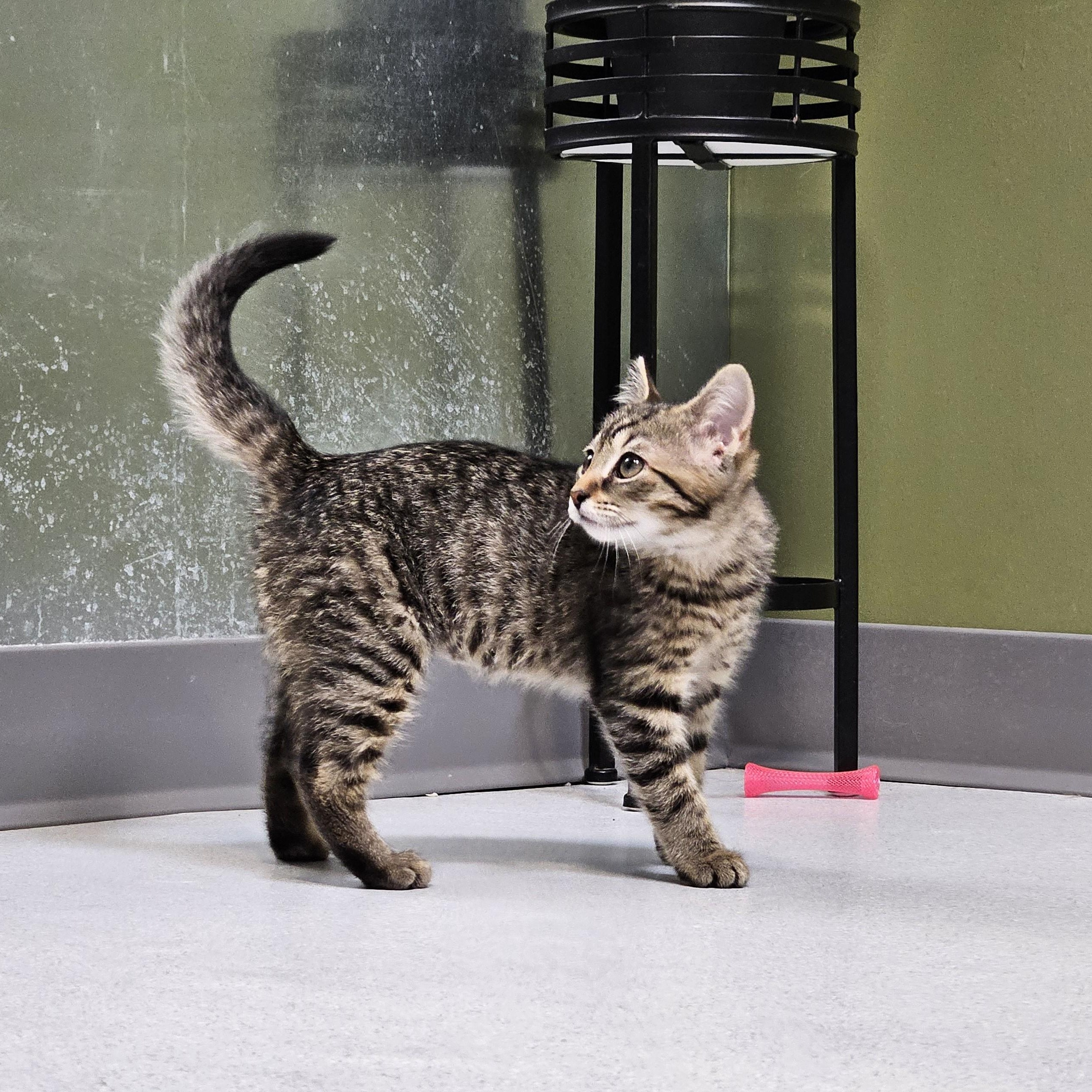 Charlotte, a ADOPTABLE Domestic Short Hair in Endicott, NY image 4/4