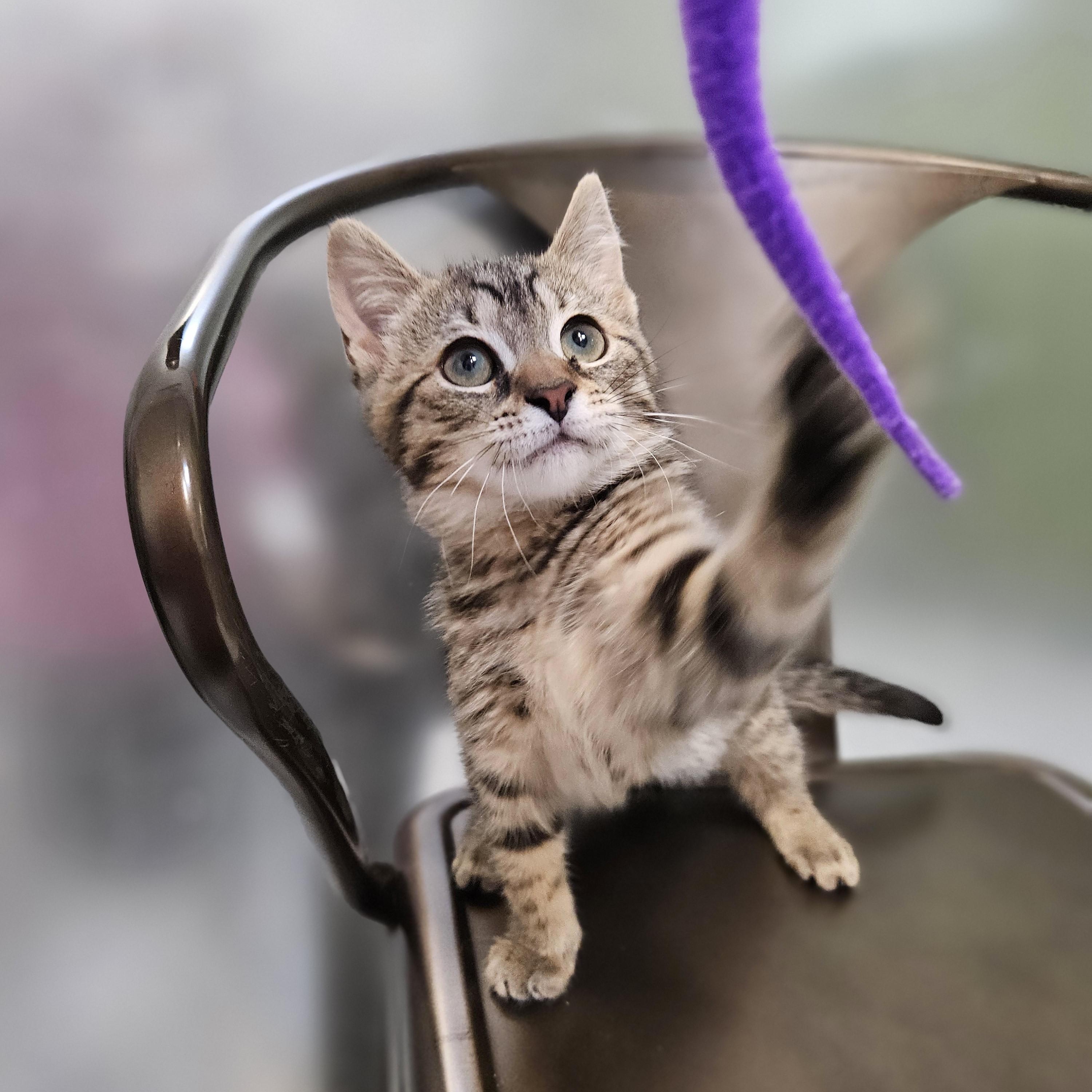 Charlotte, a ADOPTABLE Domestic Short Hair in Endicott, NY image 2/4