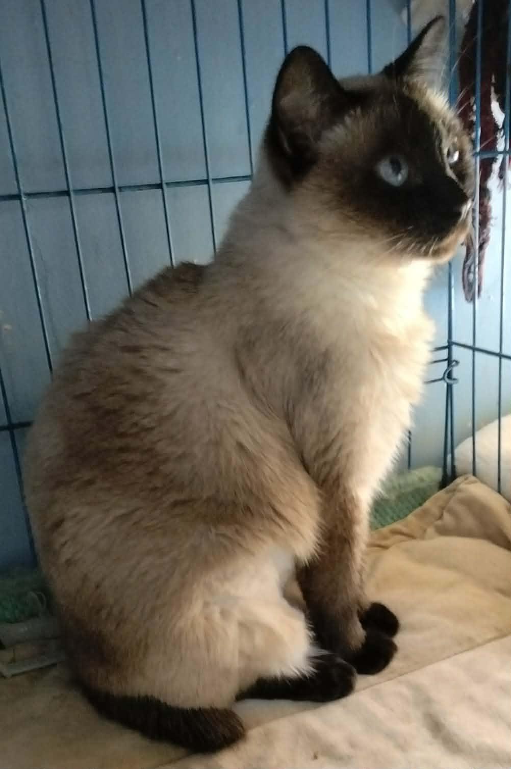 Dreamy (Siamese), ADOPTABLE, Young Female Siamese.