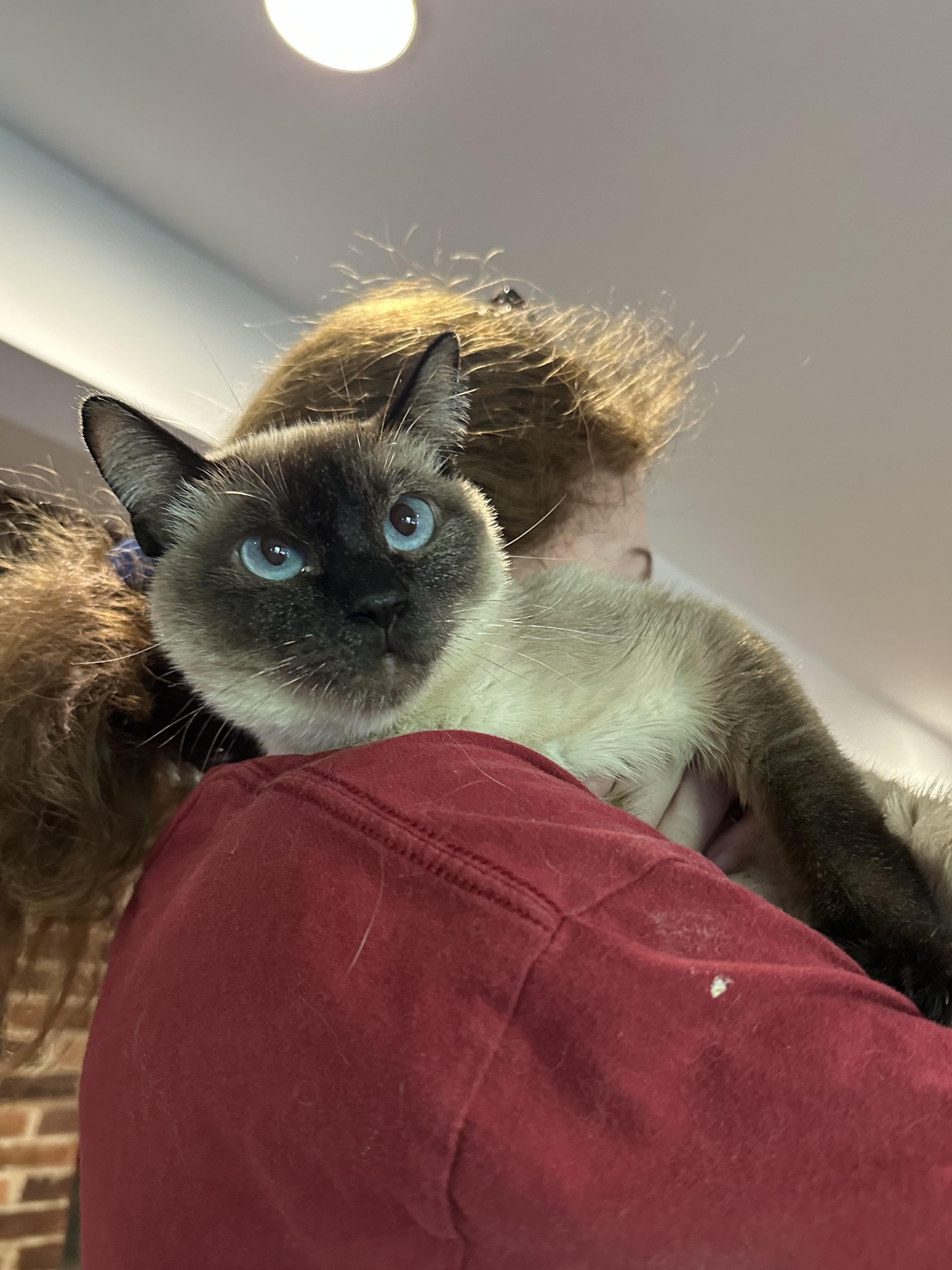 Dreamy (Siamese), a ADOPTABLE Siamese in Fairfax, VA image 2/4