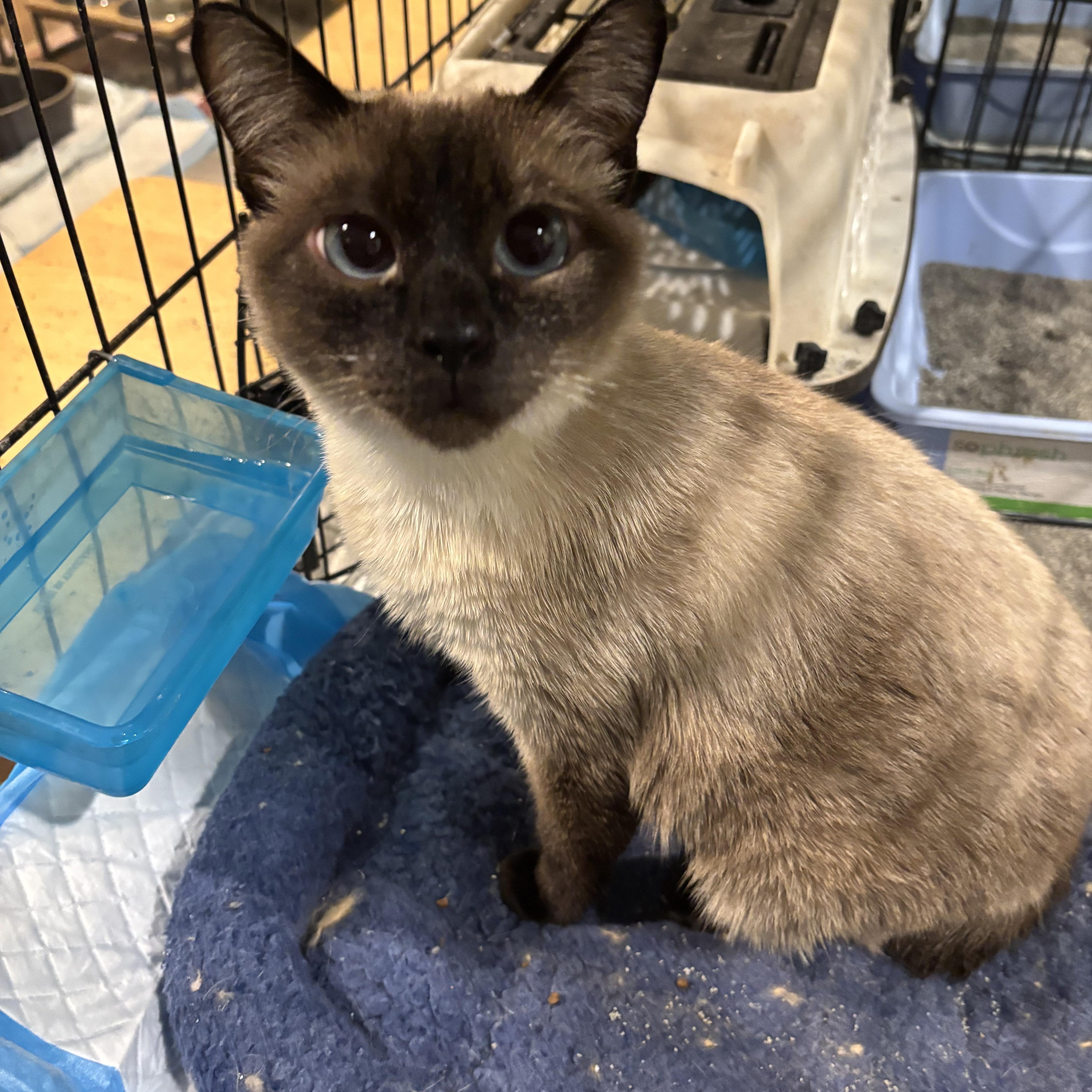 Dreamy (Siamese), a ADOPTABLE Siamese in Fairfax, VA image 3/4