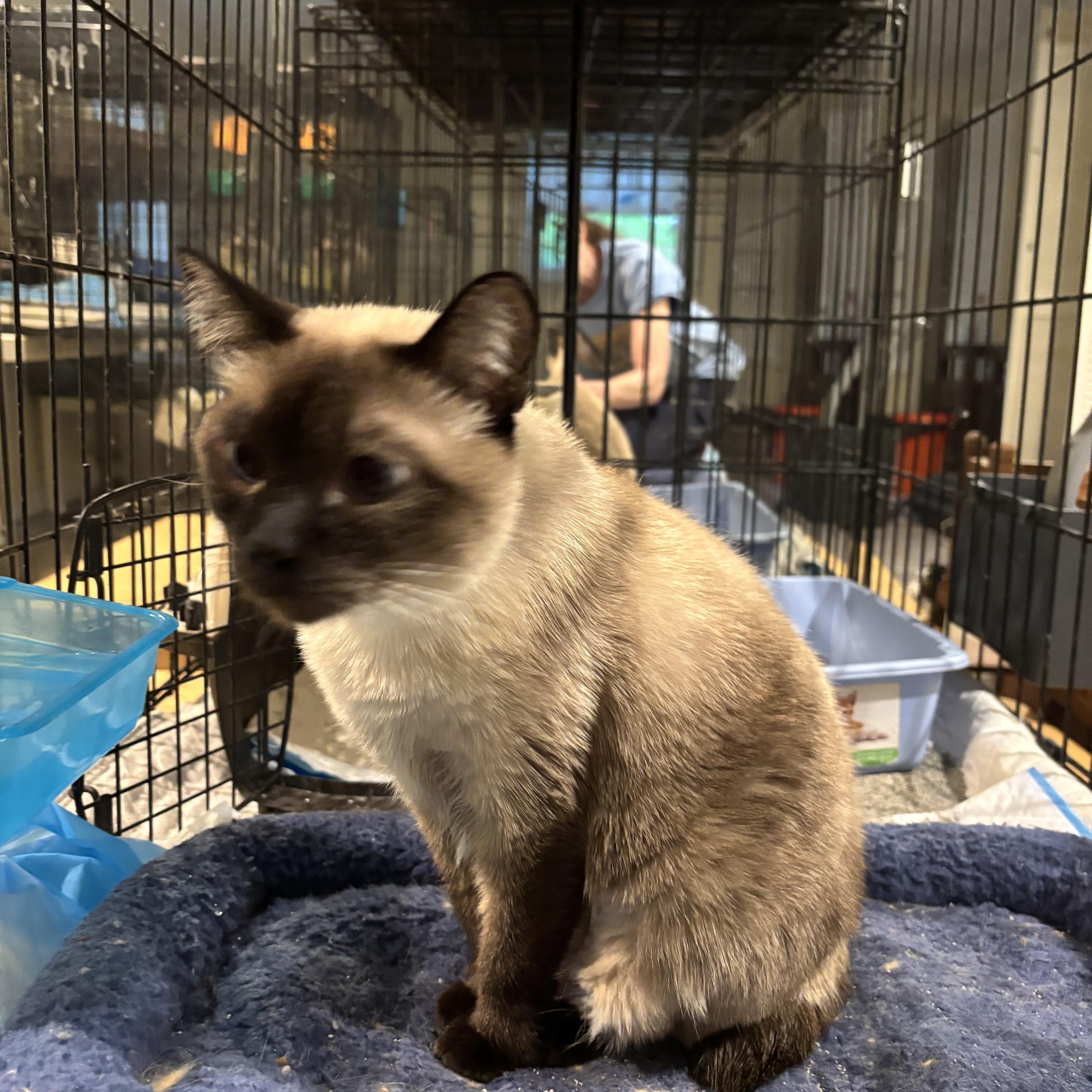 Dreamy (Siamese), a ADOPTABLE Siamese in Fairfax, VA image 4/4