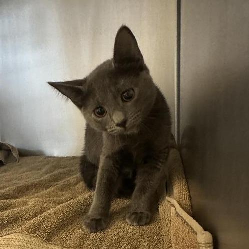 Enlarge Kairi, a Adoptable Domestic Short Hair in Buellton, CA image 1/1