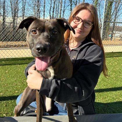 Enlarge Jingle, a Adoptable mixed breed in Gastonia, NC image 1/3