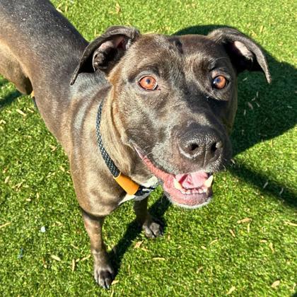 Enlarge Jingle, a Adoptable mixed breed in Gastonia, NC image 2/3