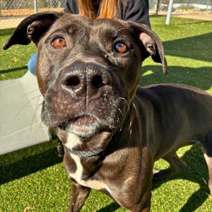 Enlarge Jingle, a Adoptable mixed breed in Gastonia, NC image 3/3