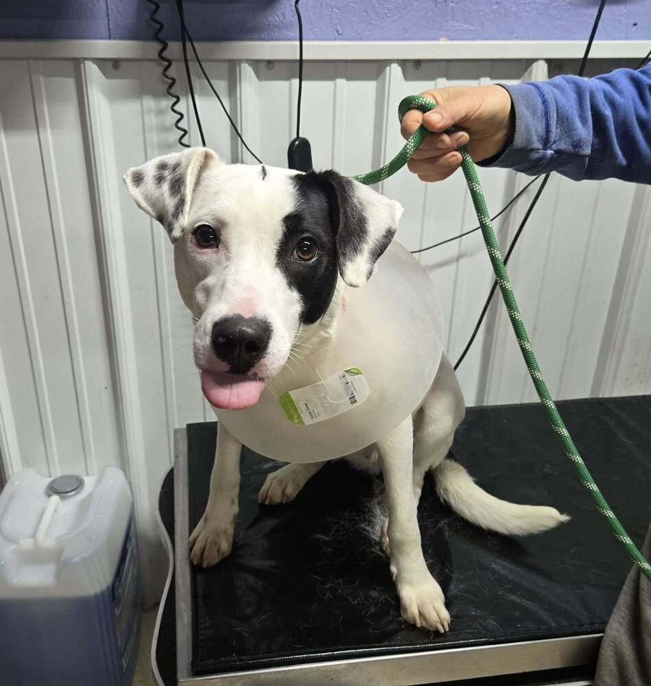 Annie, Adoptable, Young Female Dalmatian.