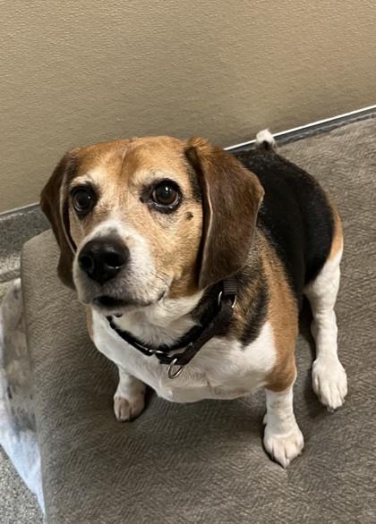 Rex, Adoptable, Senior Male Beagle.