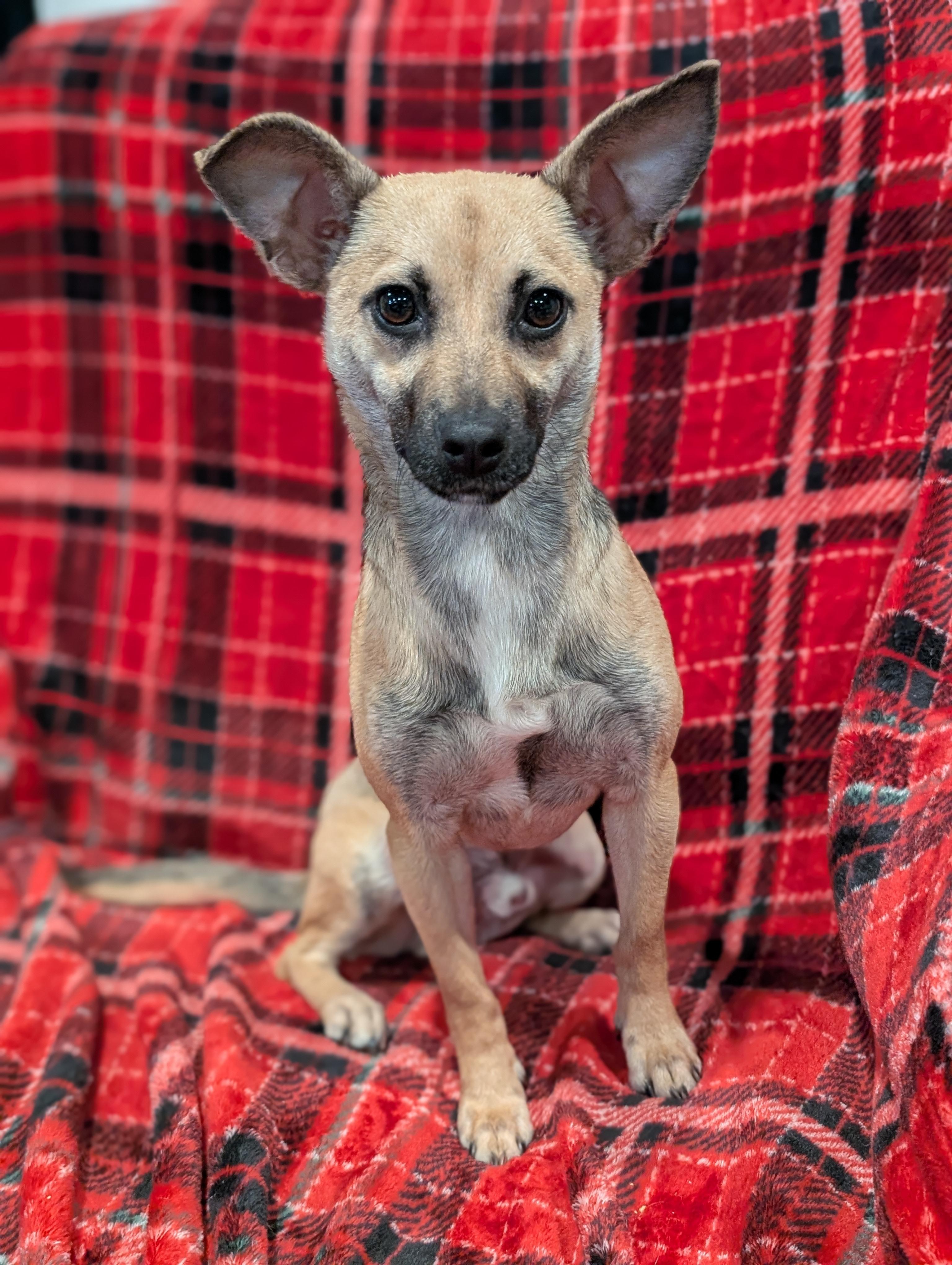Tony, Adoptable, Young Male Terrier.