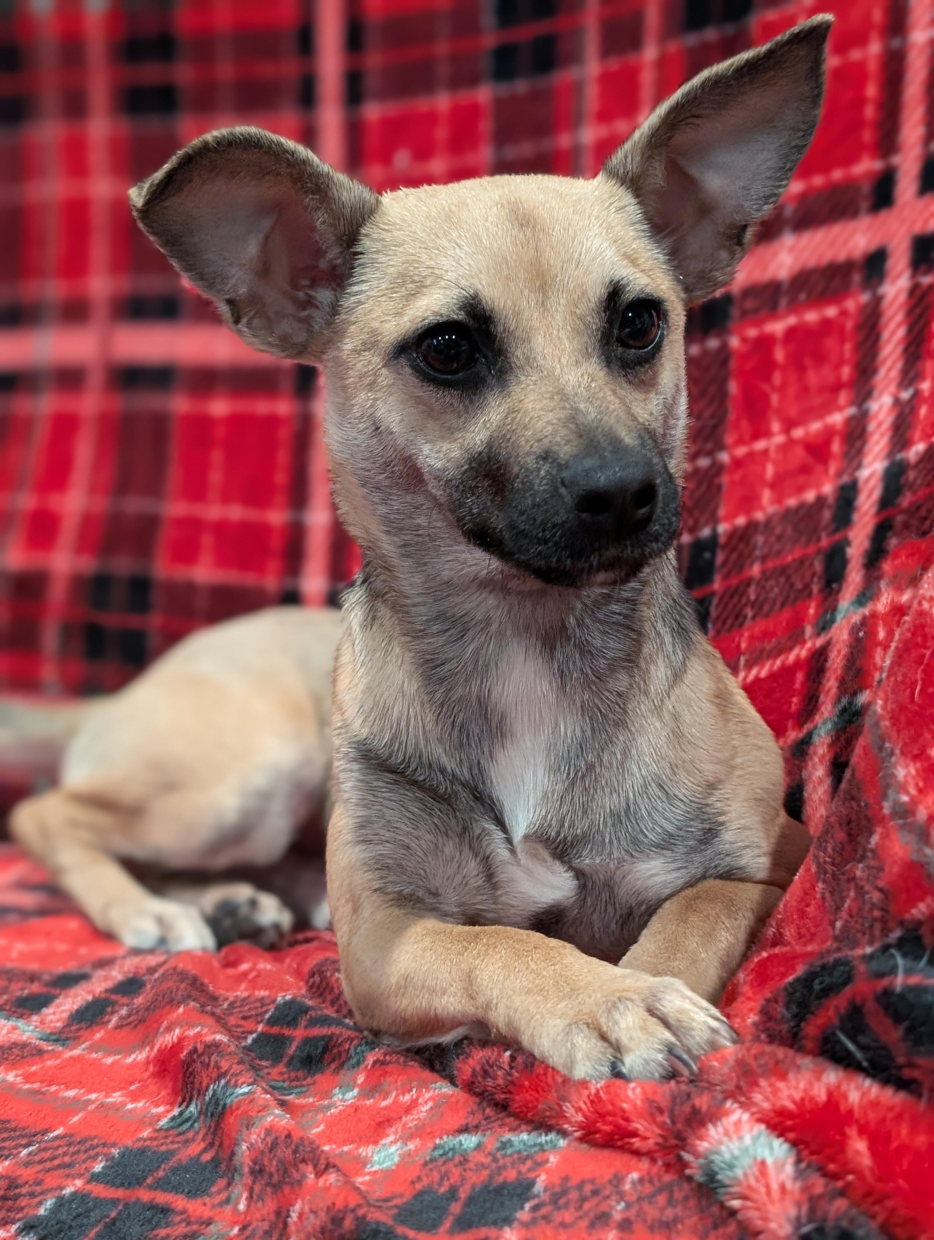 Tony, a Adoptable mixed breed in Baton Rouge, LA image 4/6