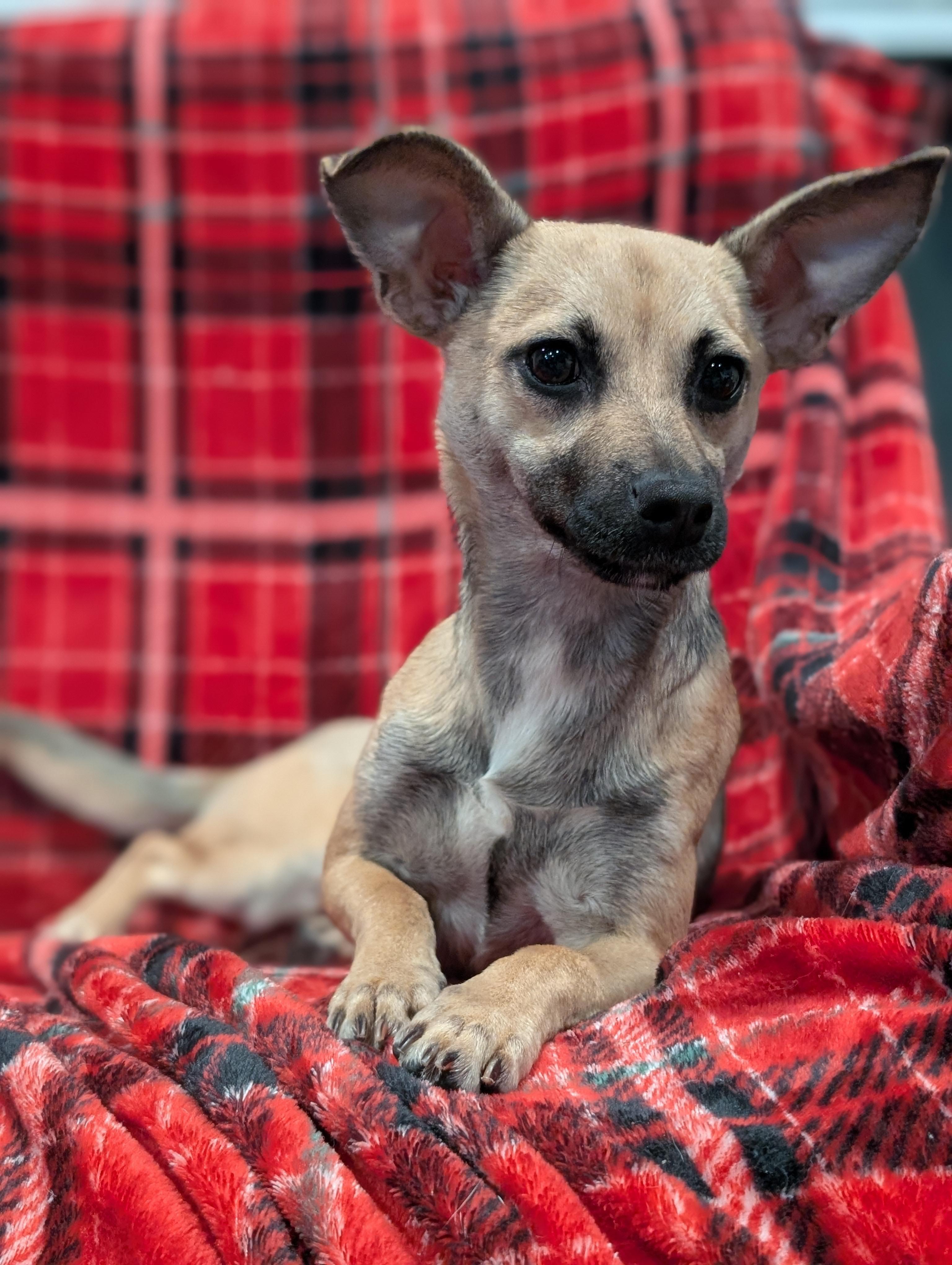 Tony, a Adoptable mixed breed in Baton Rouge, LA image 3/6