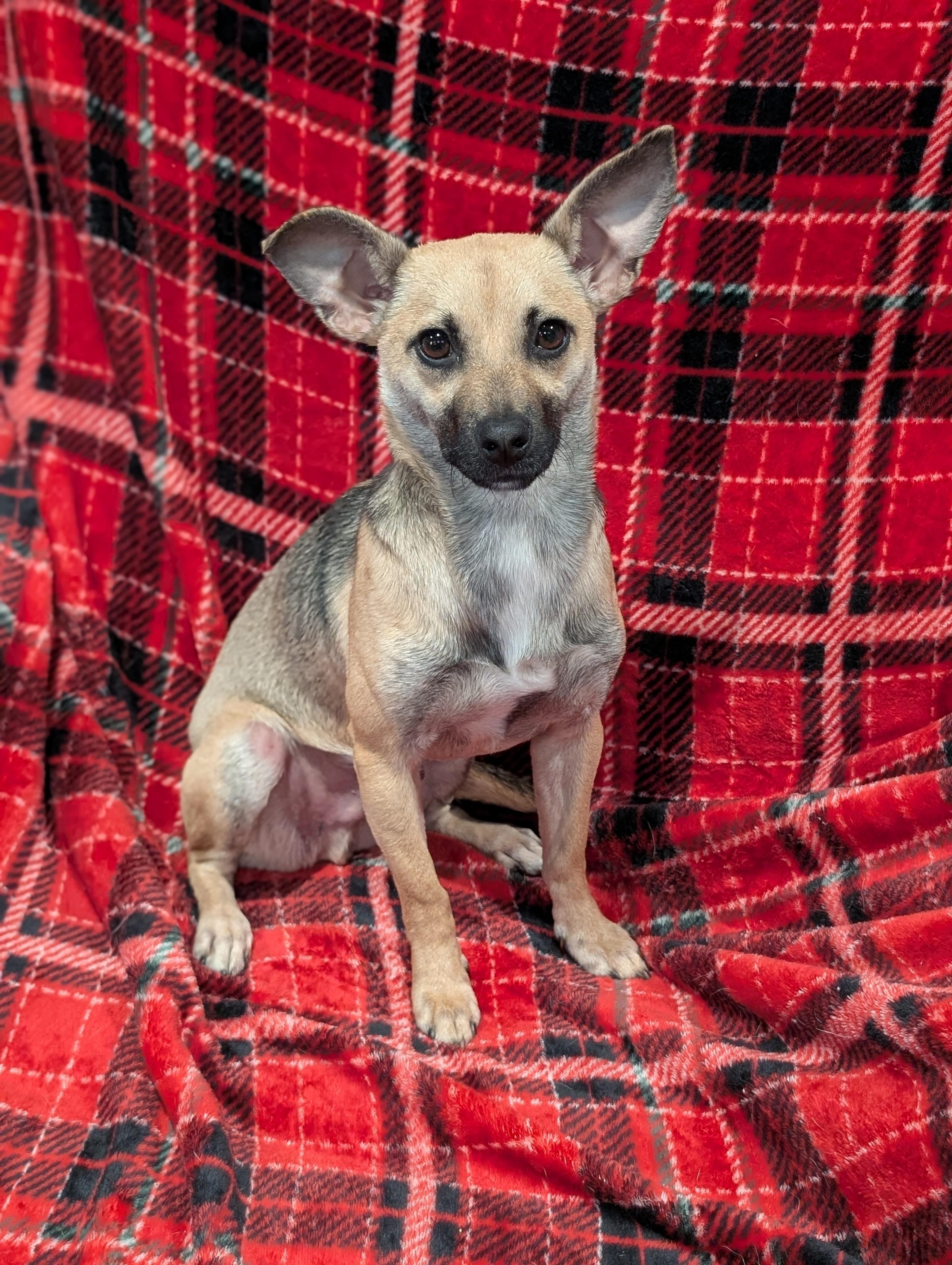 Tony, a Adoptable mixed breed in Baton Rouge, LA image 6/6