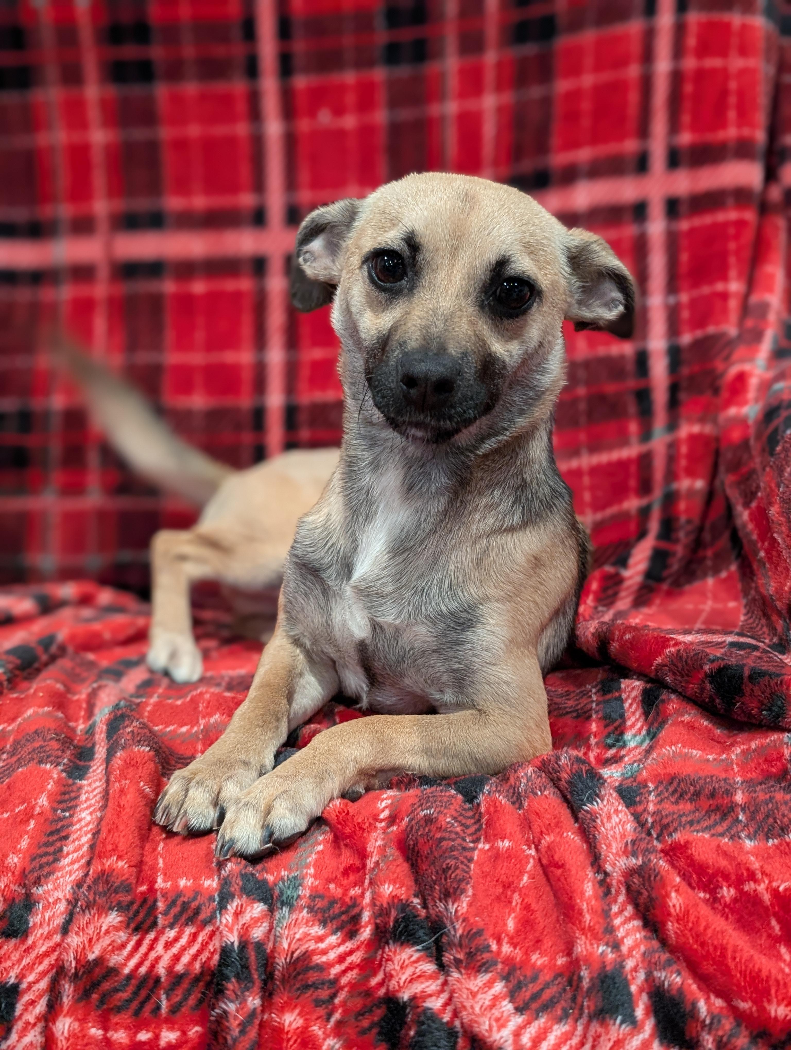 Tony, a Adoptable mixed breed in Baton Rouge, LA image 5/6