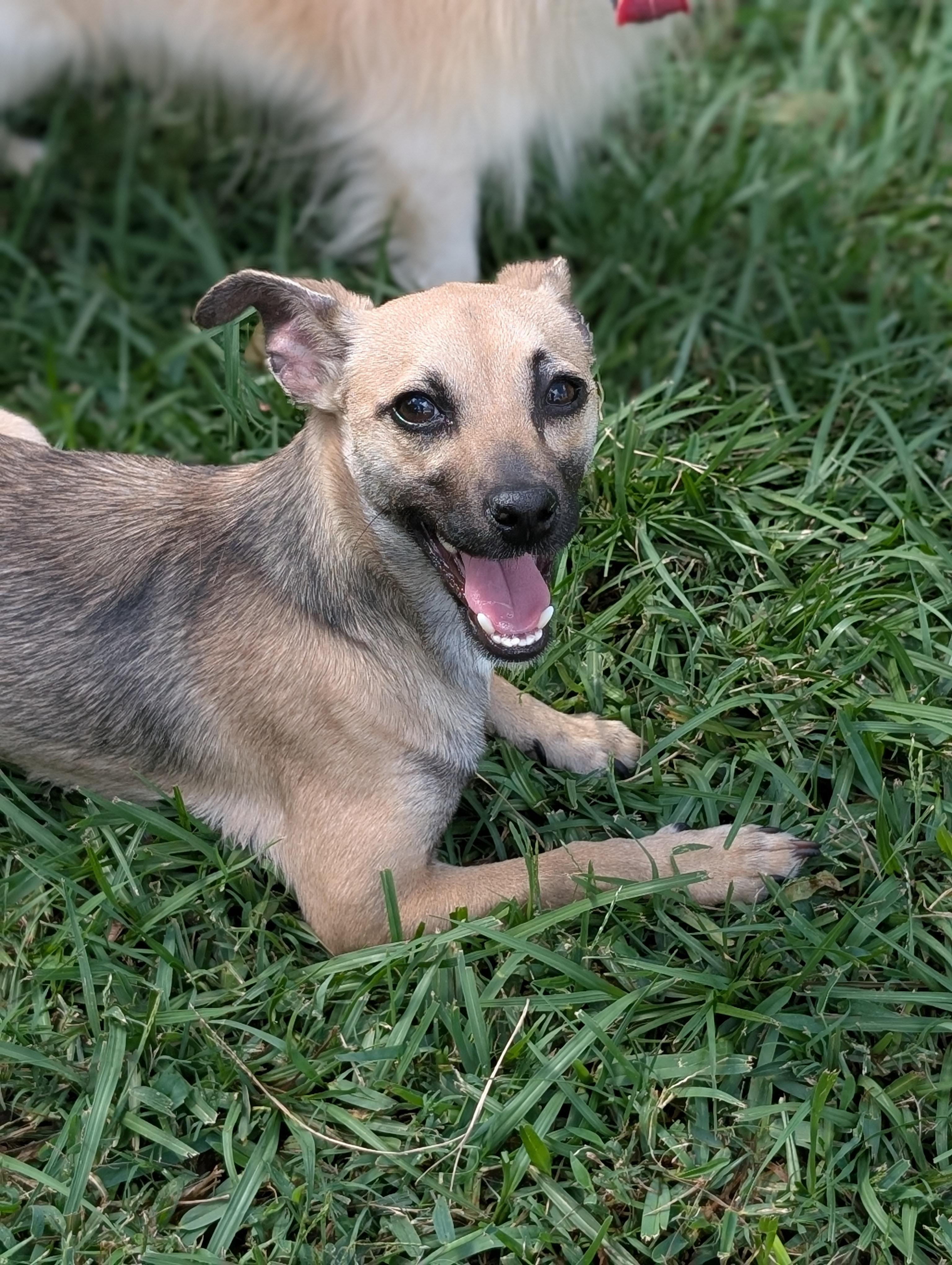 Tony, a Adoptable mixed breed in Baton Rouge, LA image 2/6
