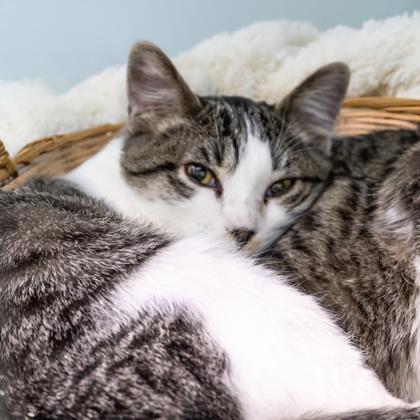 Camryn, Adoptable, Kitten Male Domestic Short Hair & Domestic Short Hair.