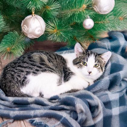 Camryn, Adoptable, Kitten Female Domestic Short Hair & Domestic Short Hair.