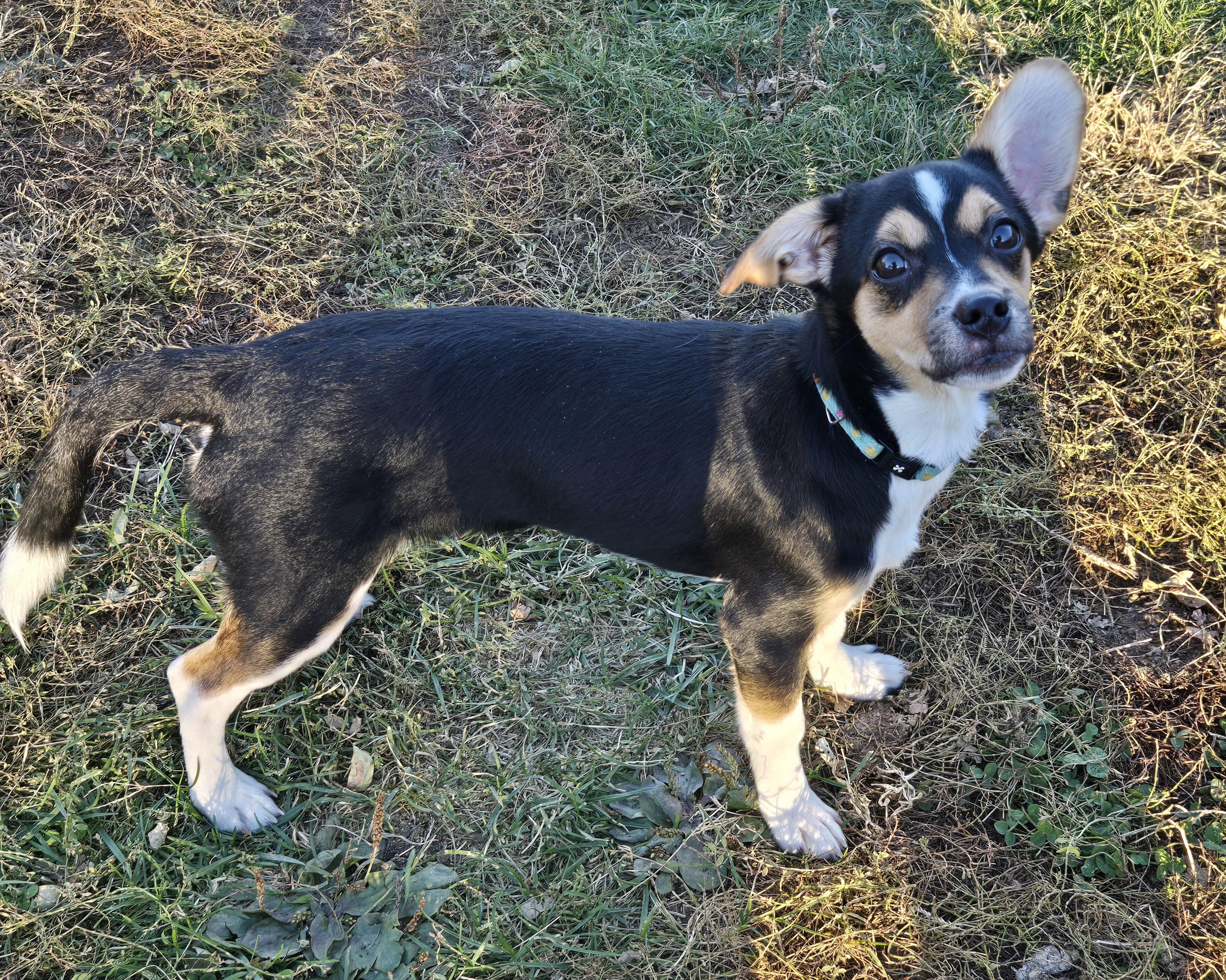 Waffles, a Adopted mixed breed in Keokuk, IA image 1/6