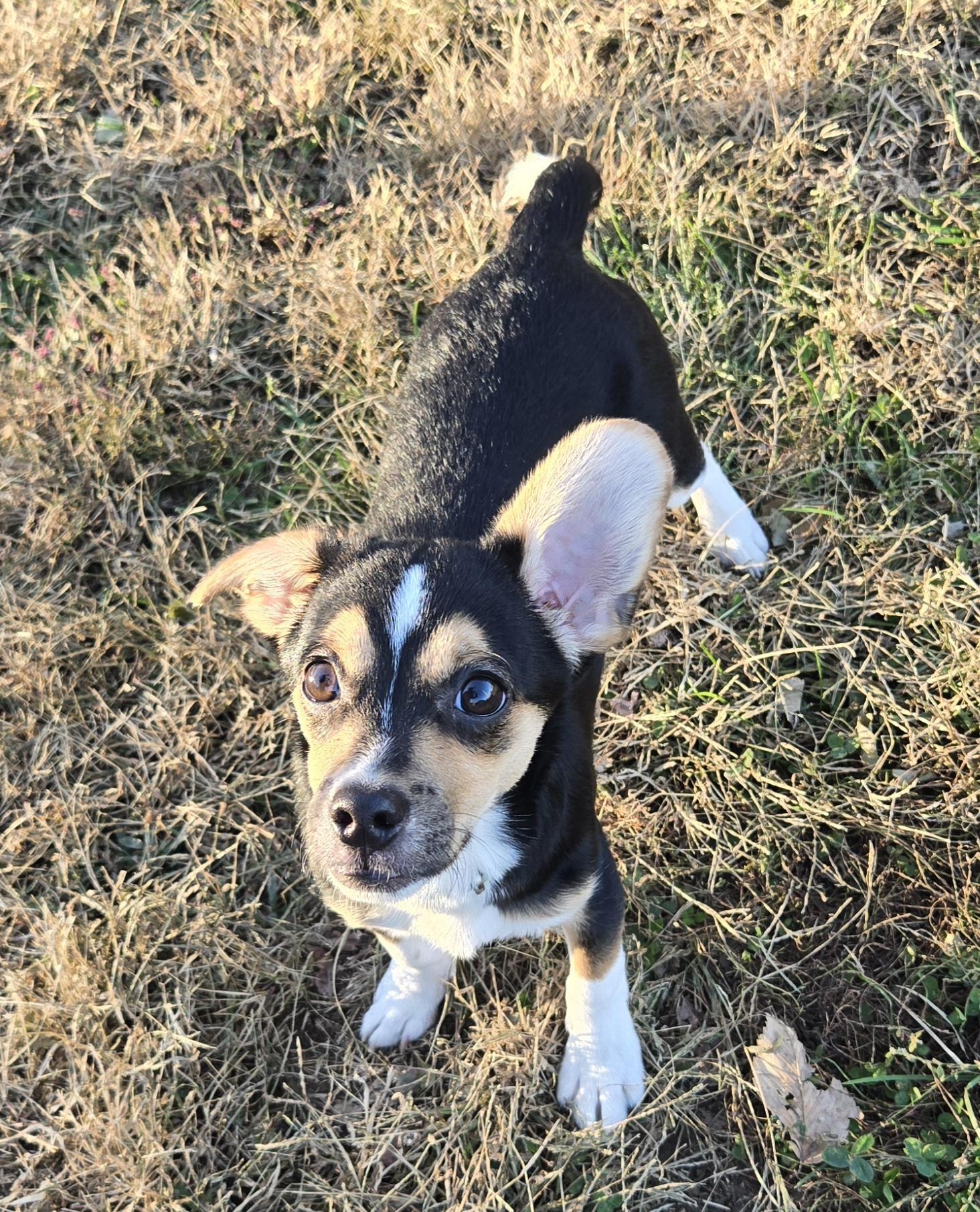Waffles, a Adopted mixed breed in Keokuk, IA image 2/6