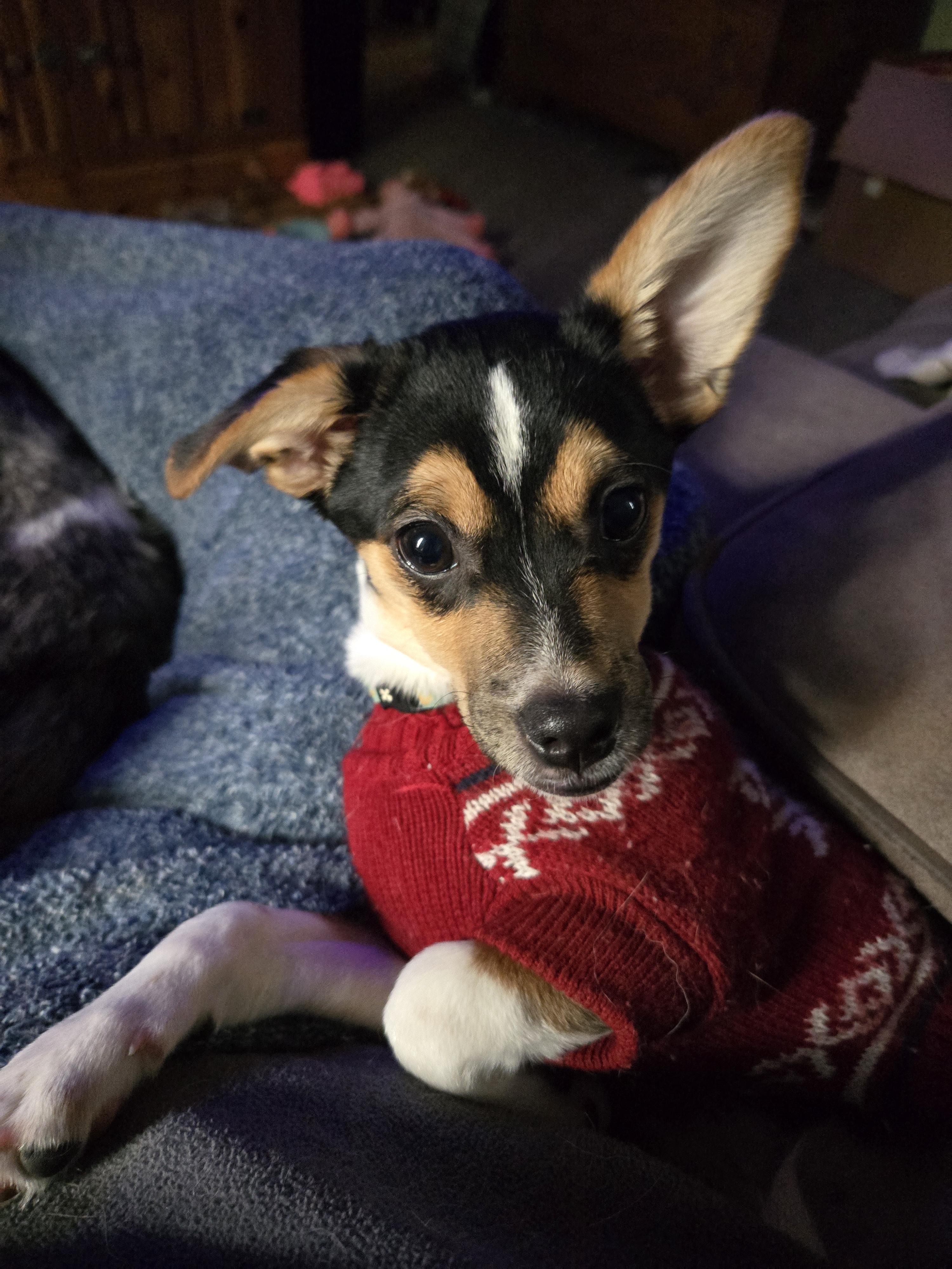 Waffles, a Adopted mixed breed in Keokuk, IA image 3/6